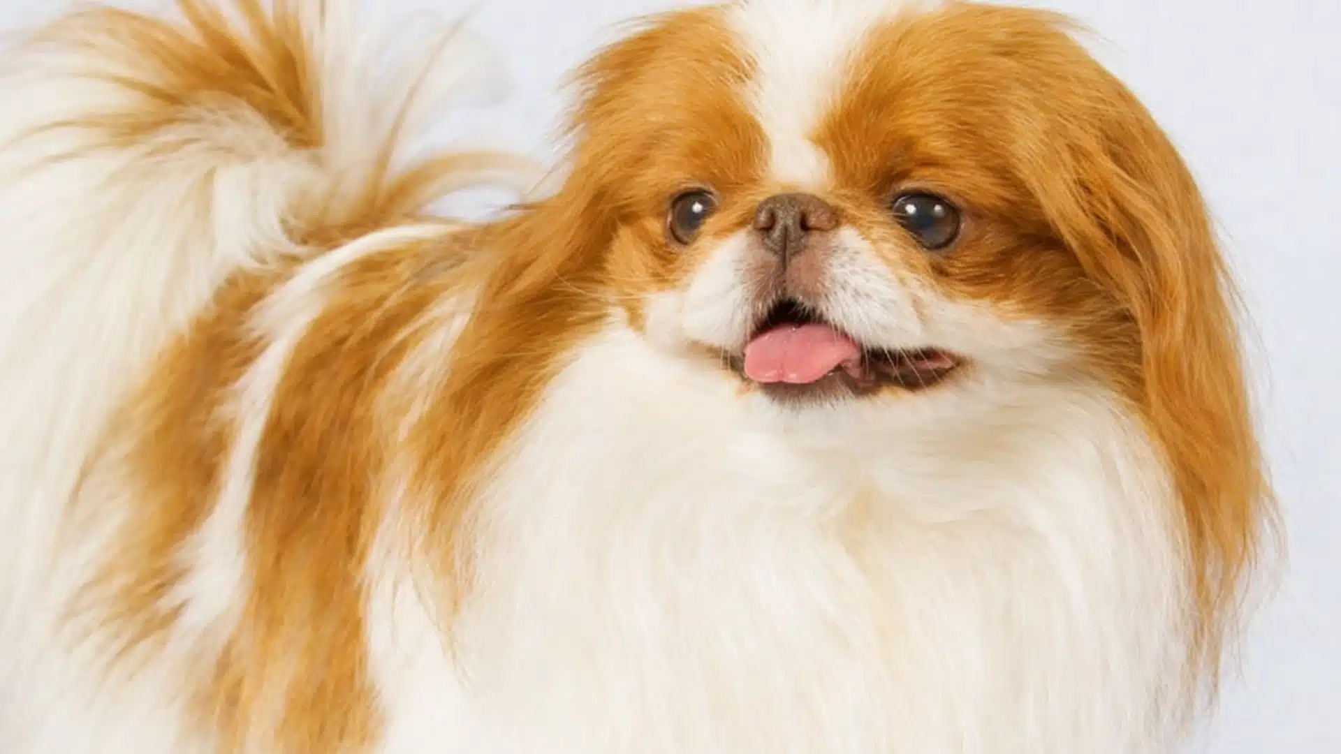 Golden and white Japanese Chin standing in studio, tongue out, long silky coat and fluffy curled tail on white.