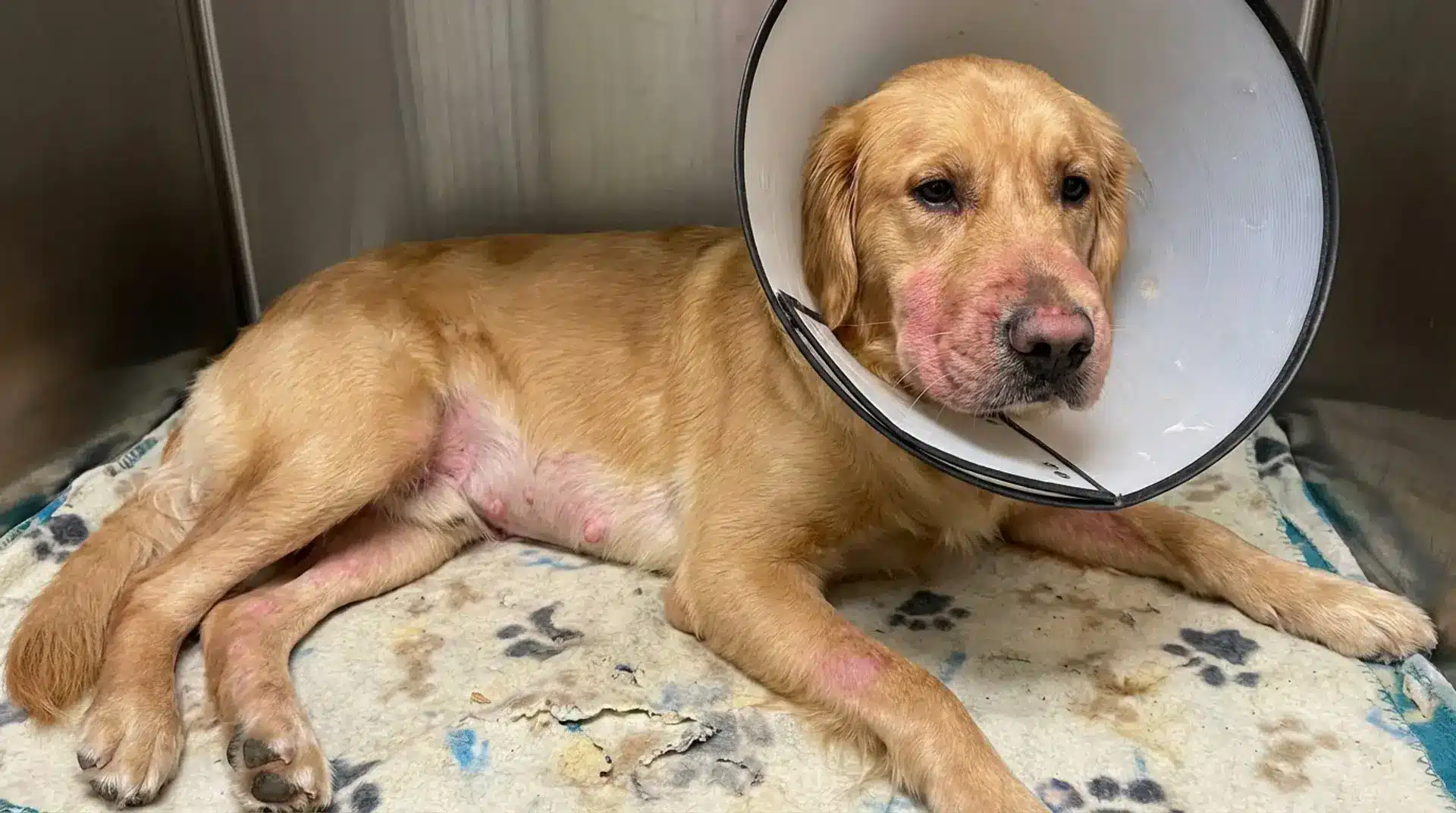 Golden retriever wearing recovery cone with visible skin irritation caused by allergic reaction in dogs