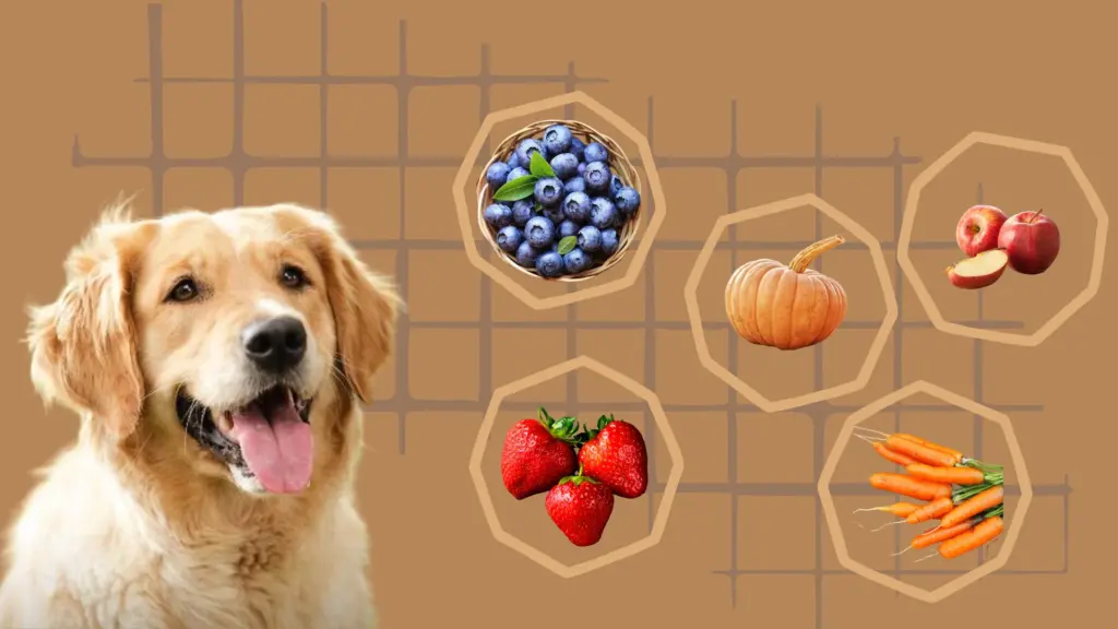 Golden retriever with fiber-rich foods like pumpkin, blueberries, apples, carrots, and strawberries displayed around