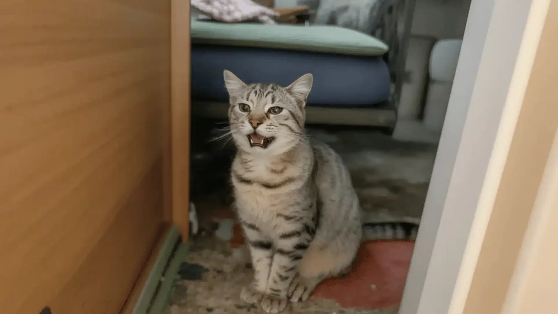 Gray tabby cat sitting indoors with mouth open showing cat heavy breathing symptoms
