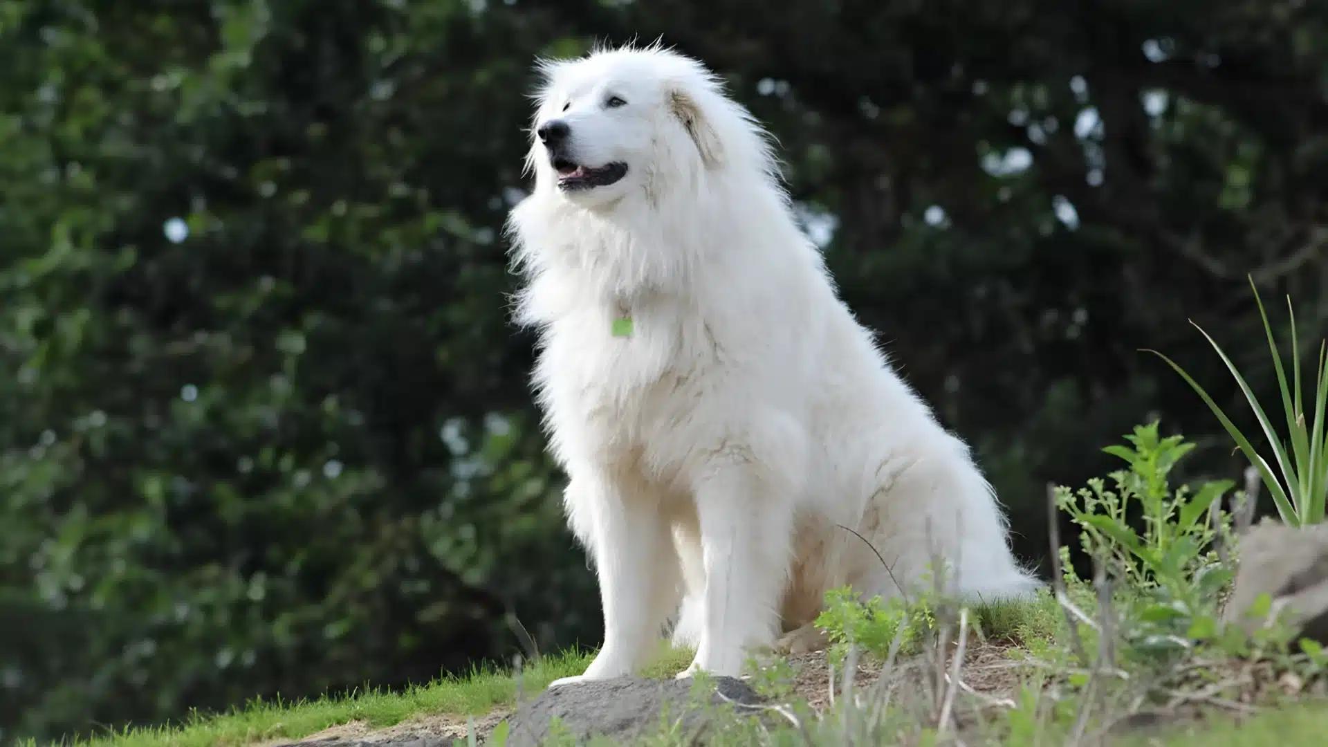 Great Pyrenees sitting on a grassy hill with dark green trees behind, looking alert outdoors wearing green tag collar id
