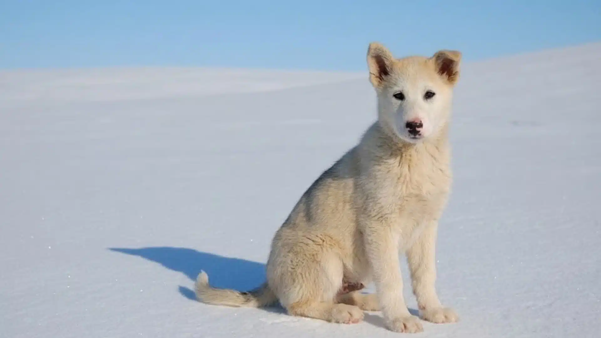 Greenland Dog sitting on snowy ground under a clear blue sky in a cold Arctic landscape