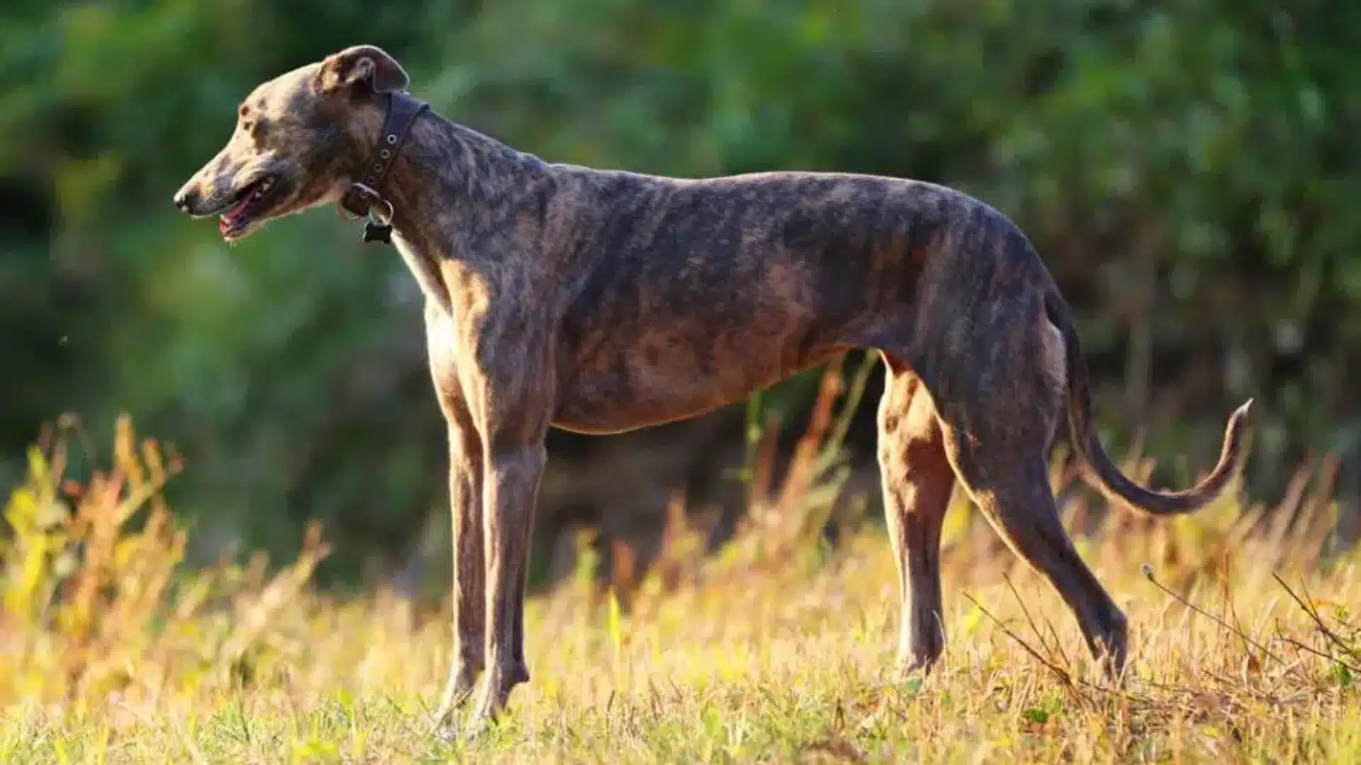 Greyhound standing on sunlit grass in an open field with lush green trees in the background
