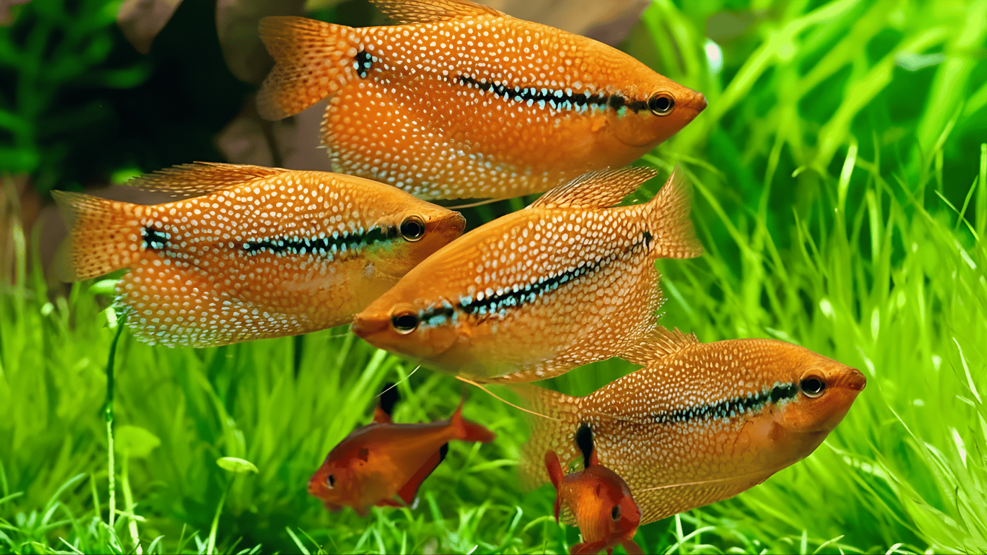 Group of pearl gouramis swimming among dense green aquarium plants