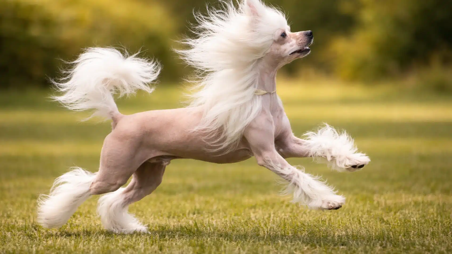 Hairless Chinese Crested with long white crest and tail leaps on path outdoors, green background softly blurred