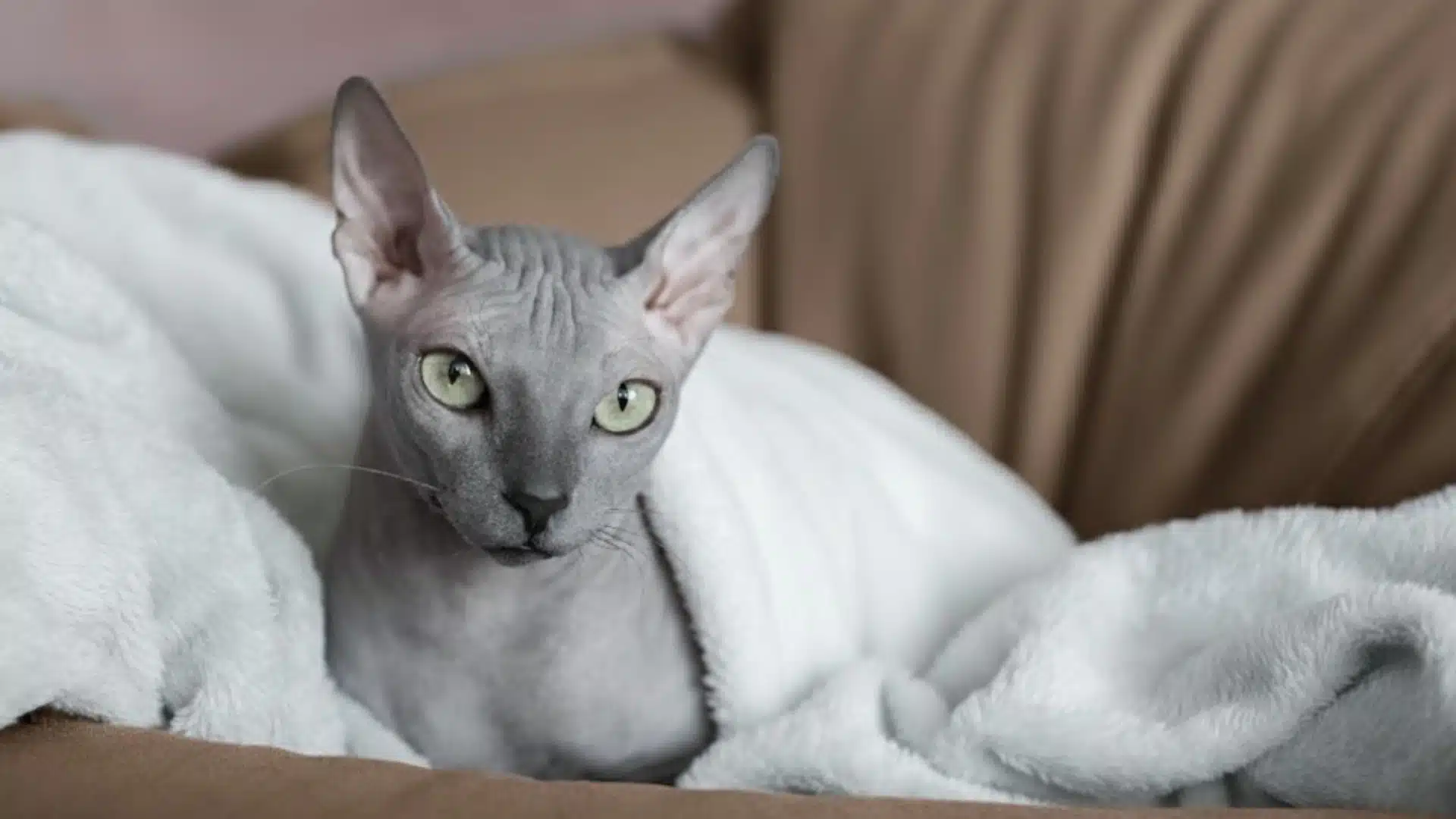 Hairless Sphynx cat with green eyes wrapped in a soft white blanket resting comfortably on a couch indoors