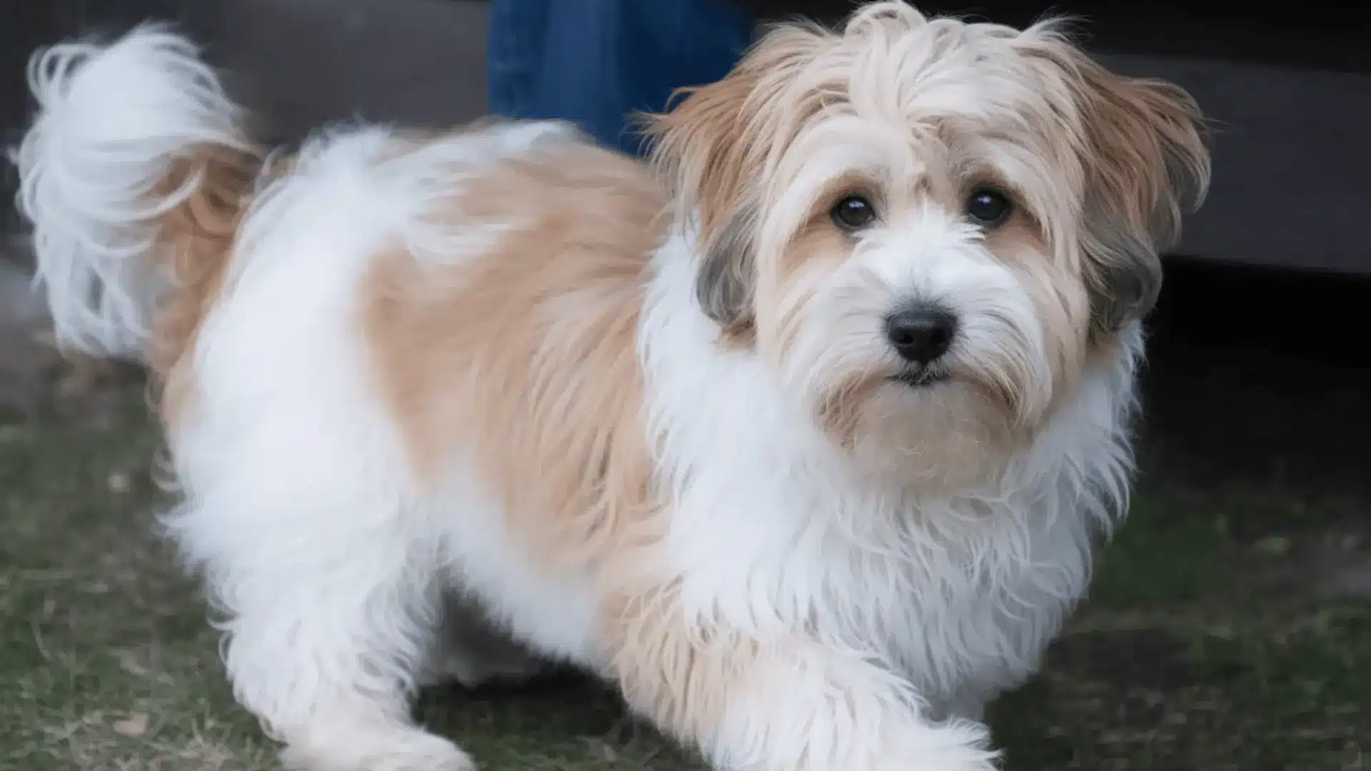 Havanese breed dog with cream and white coat standing on grass outdoors