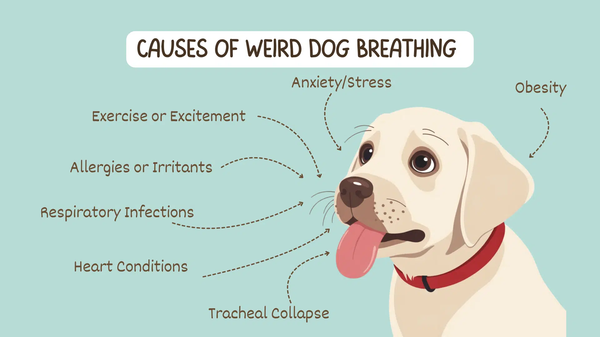 Illustration showing causes of weird dog breathing with a panting dog picture