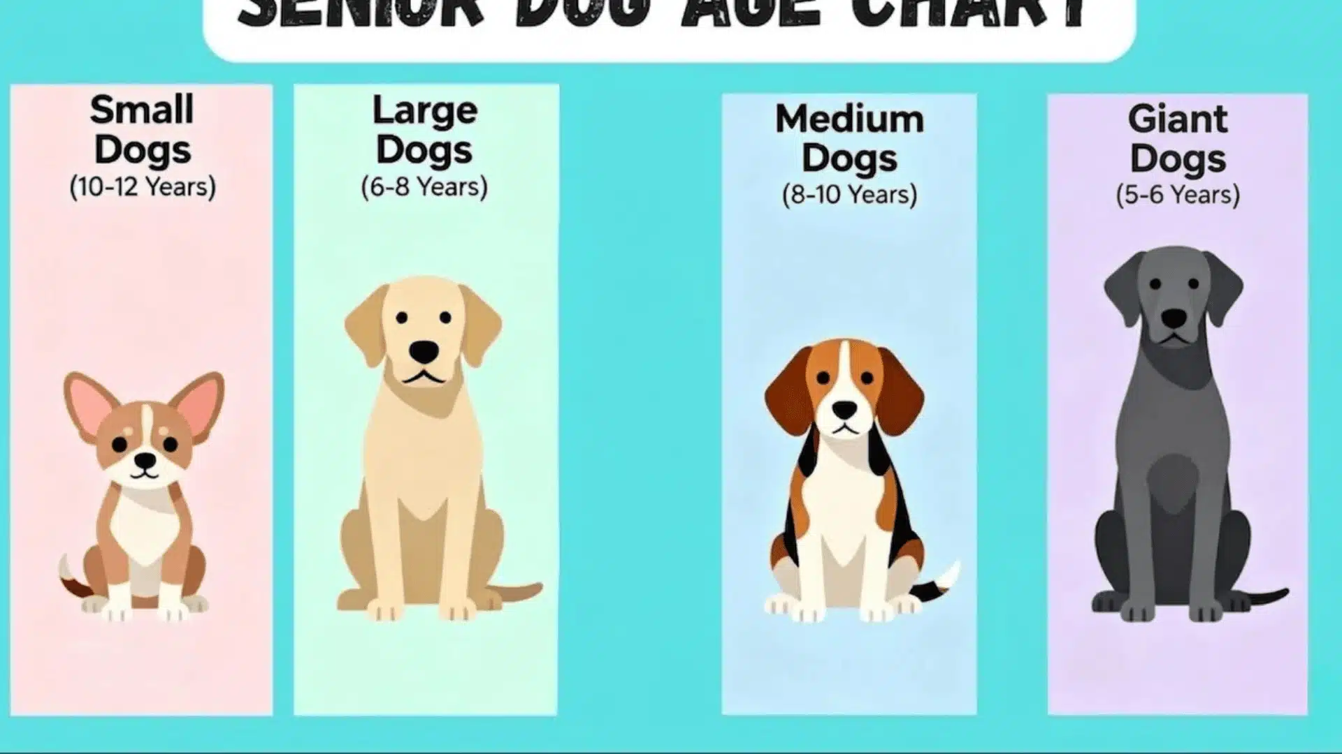 Infographic illustrating senior dog age by breed size, showing four categories