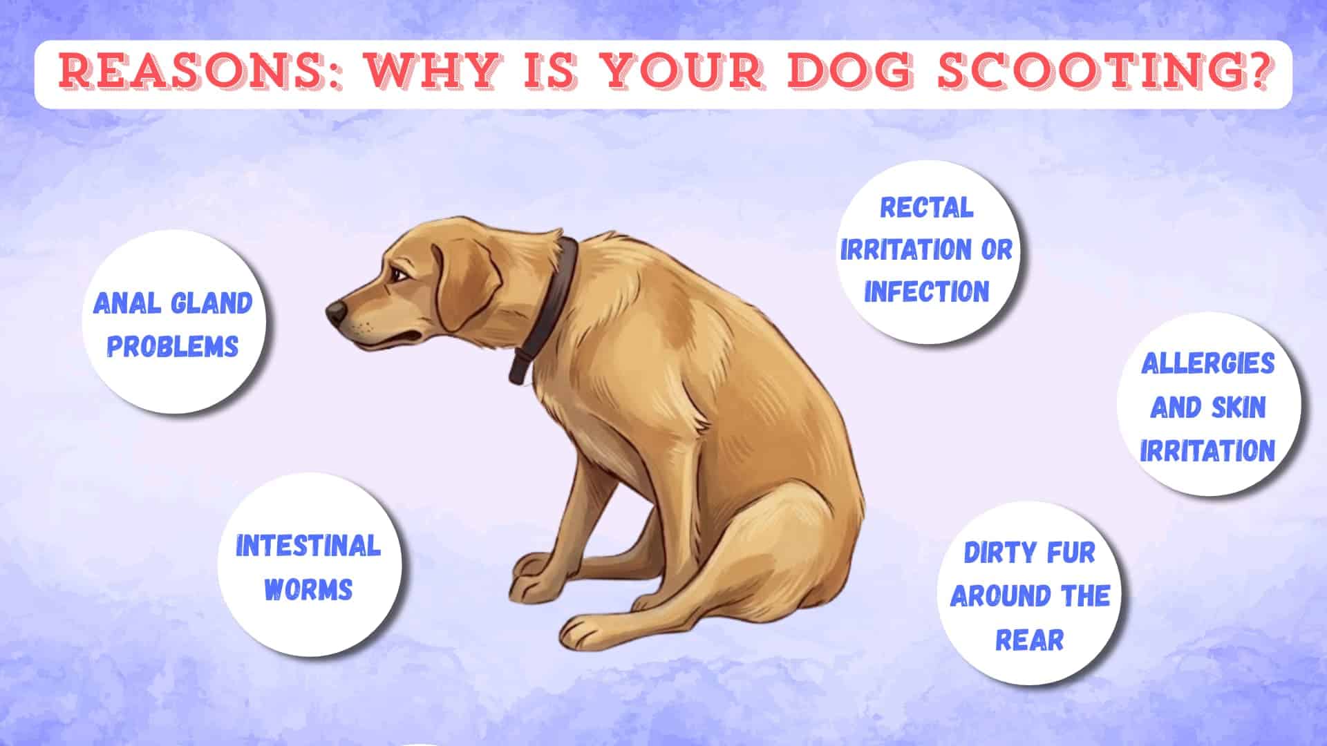 Infographic image of Why is my dog scooting listing worms, allergies, and anal glands