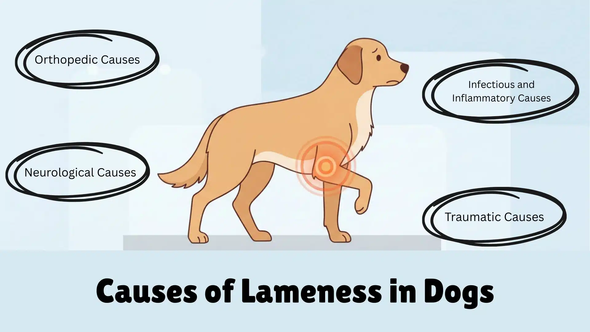 Infographic of a dog limping showing causes like orthopedic, neurological, infectious, traumatic