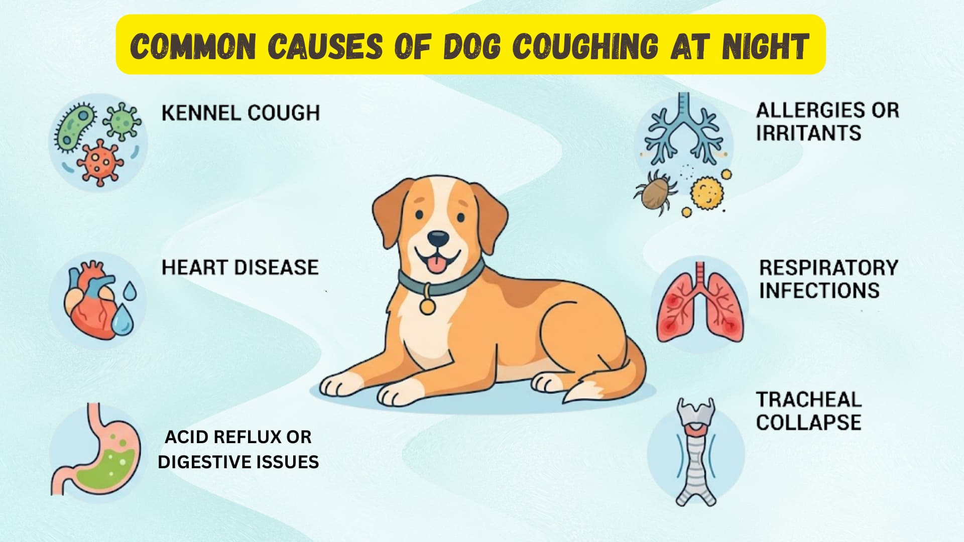 Infographic showing common causes of dog coughing at night, clean educational layout