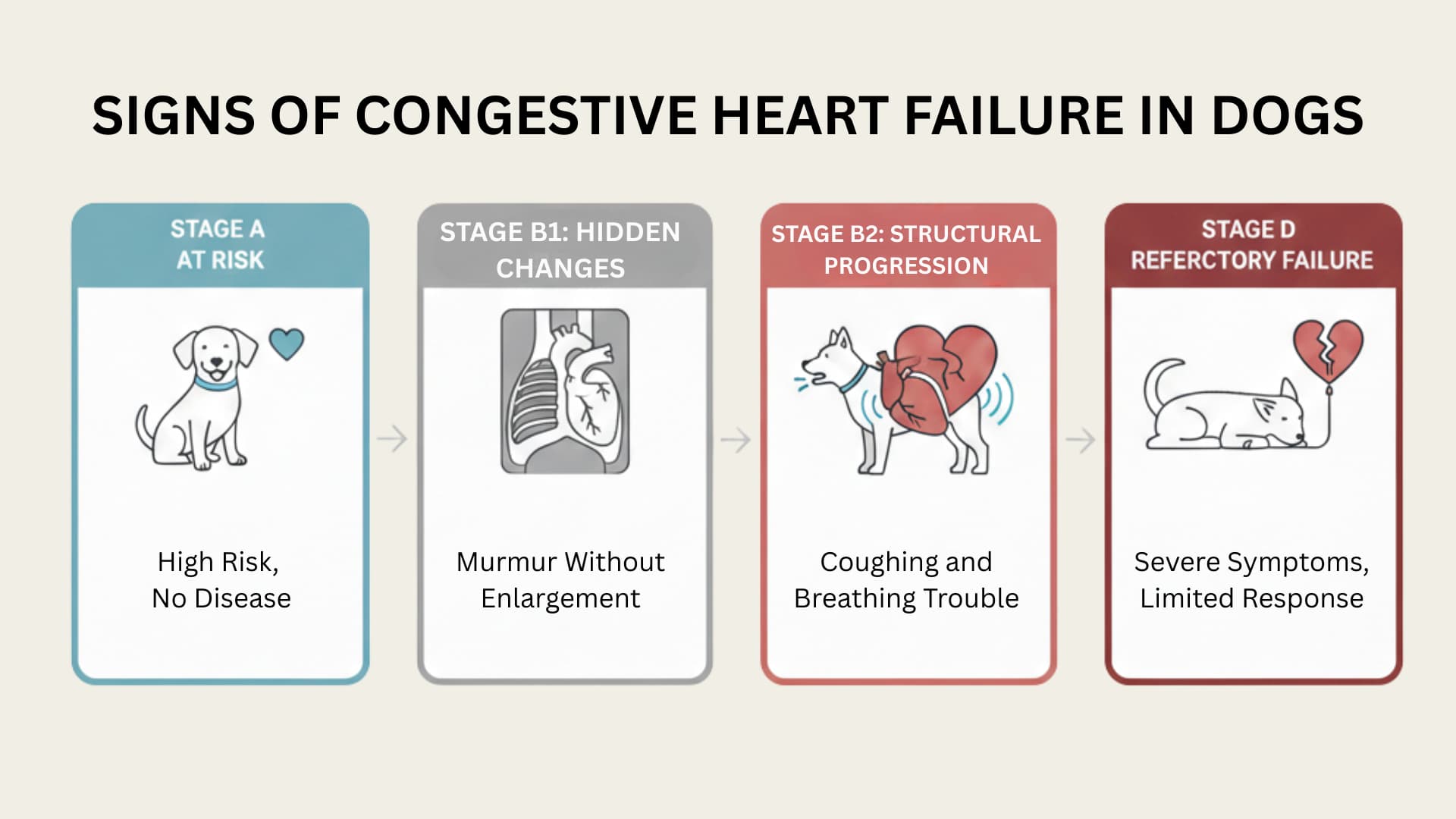 Infographic showing four stages of canine heart failure with medical icons and color-coded headers