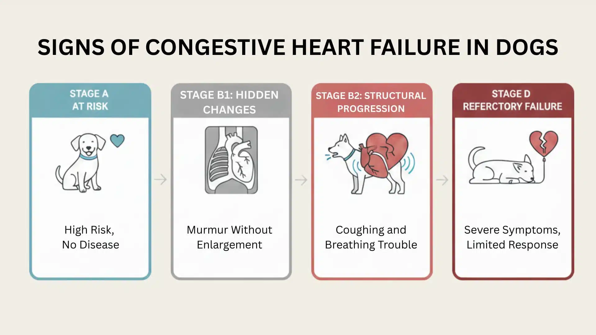 Infographic showing four stages of canine heart failure with medical icons and color-coded headers
