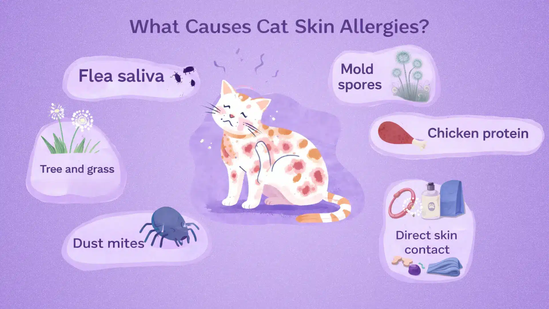 Infographic showing what causes cat skin allergies including flea saliva, dust mites, mold spores, tree grass, chicken protein, and contact irritants