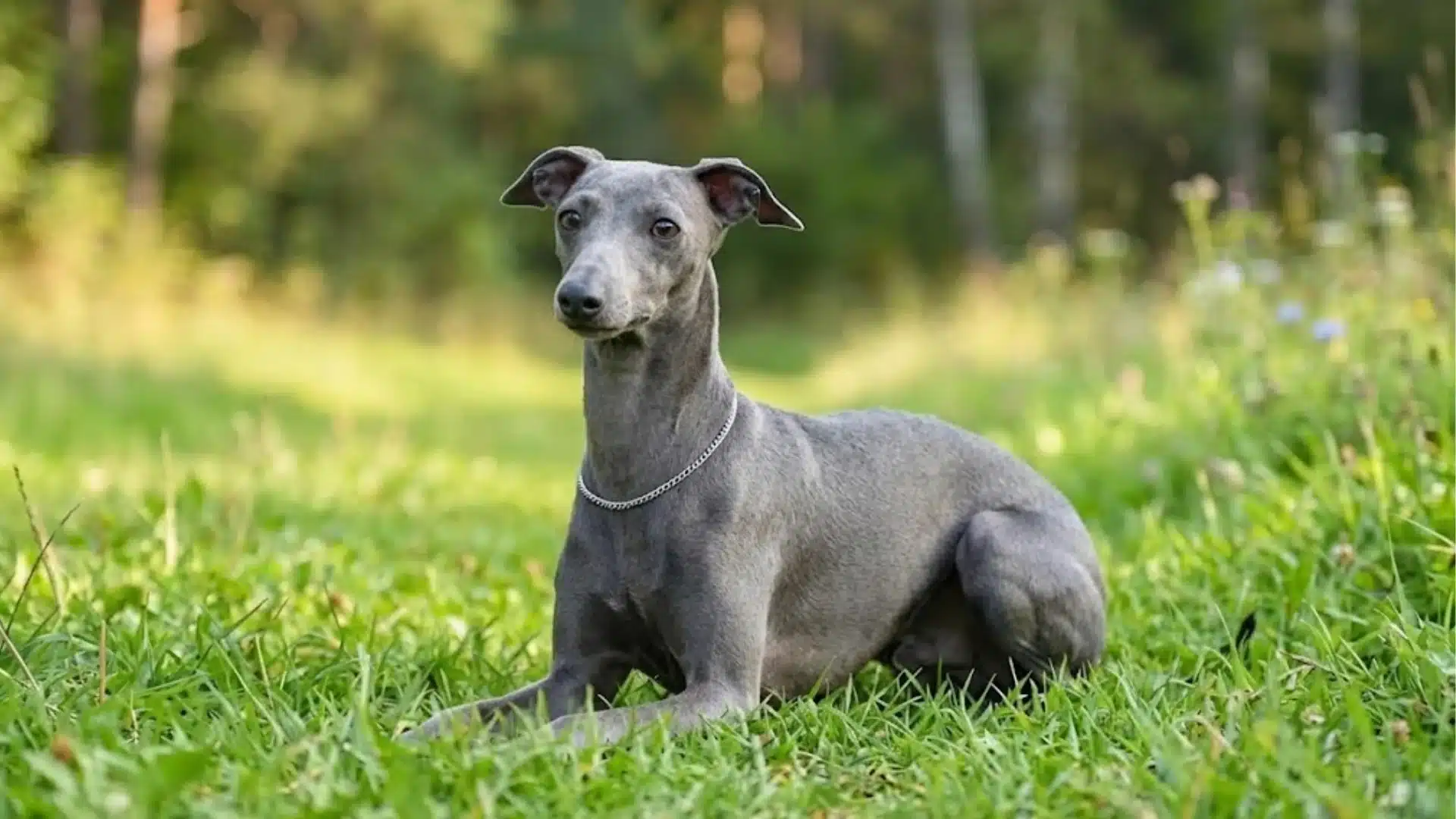 Italian Greyhound sitting on green grass in forest clearing, sleek gray coat with trees blurred in background