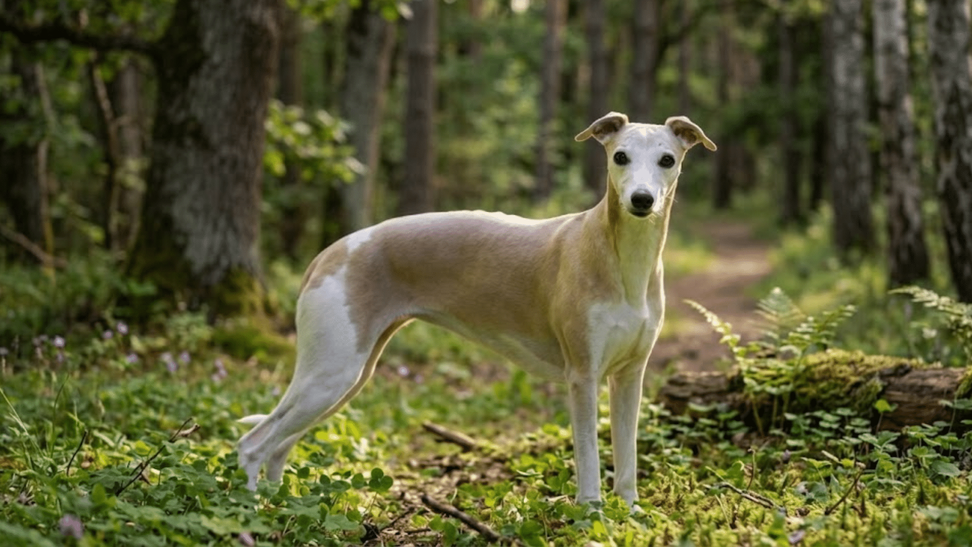 Italian Greyhound standing on forest path, slim tan and white coat, alert posture among tall trees and greenery