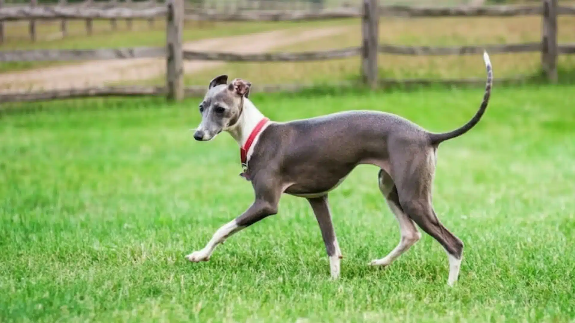 Italian Greyhound walking on green grass in open field with wooden fence and countryside landscape