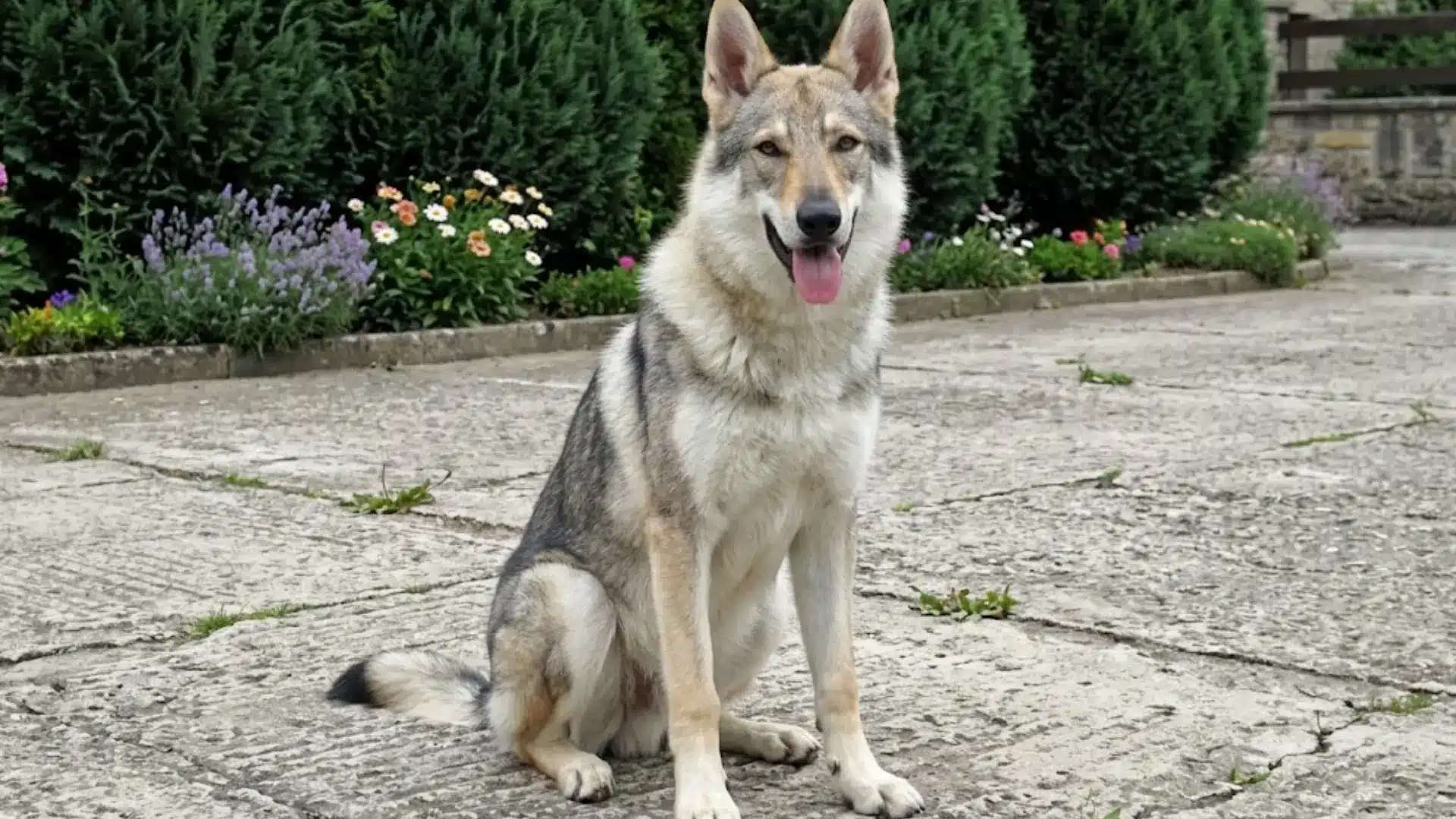Italian Lupo Dog sitting on a stone pavement in a garden with green shrubs and colorful flowers in the background