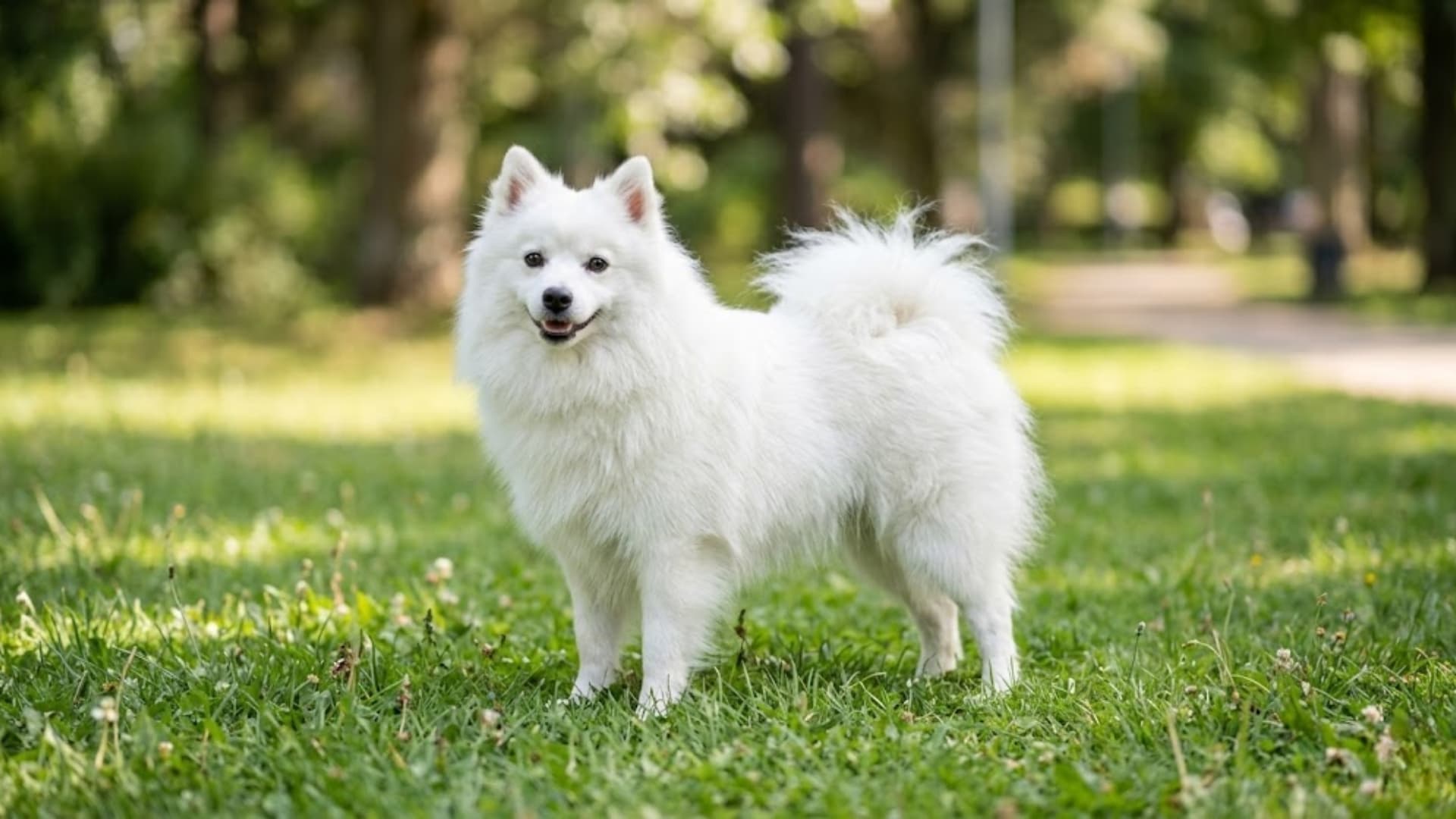 Japanese Spitz breed dog sitting in a grassy backyard background