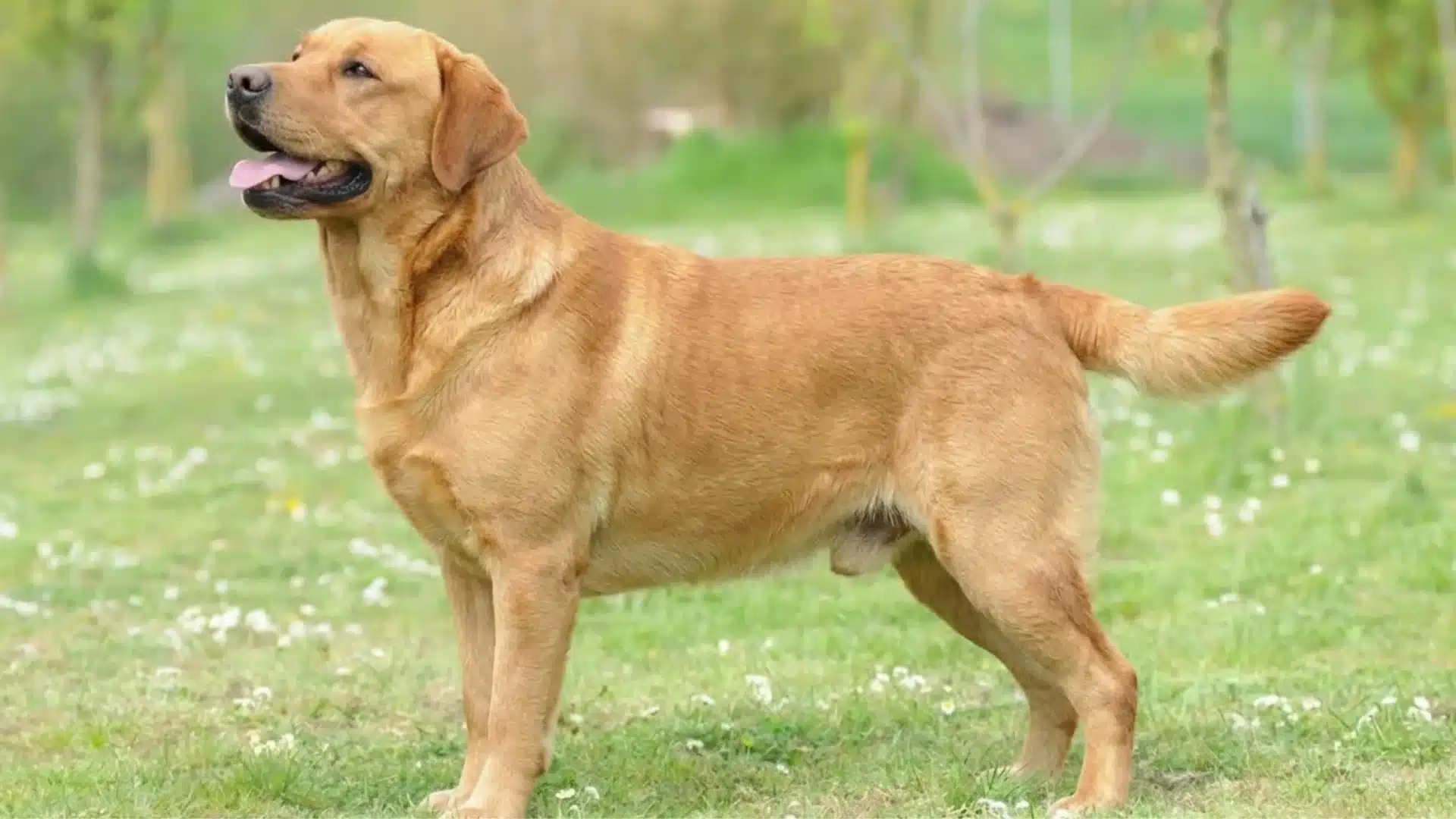 Labrador Retriever standing on green grass in park, golden coat and muscular body