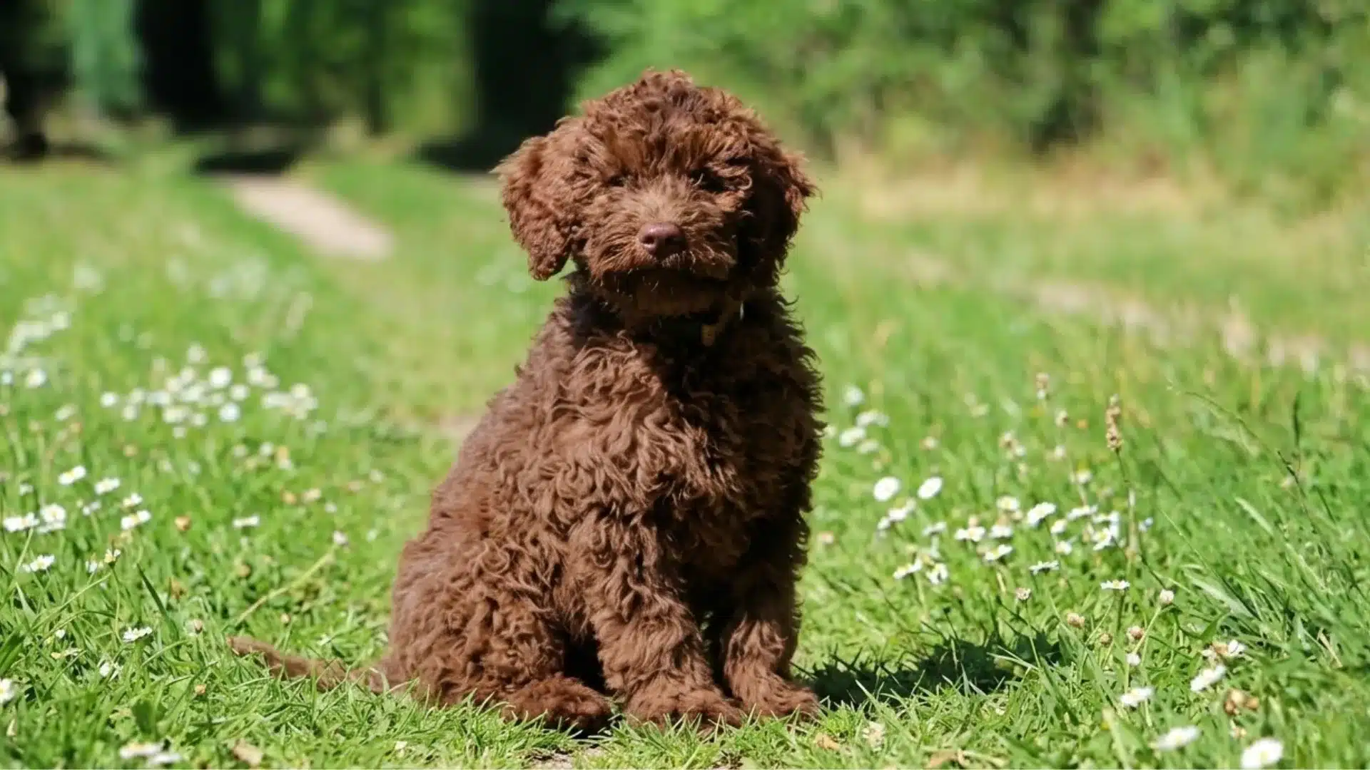 Lagotto Romagnolo with curly brown coat sitting on green grass path in sunny park with trees in background