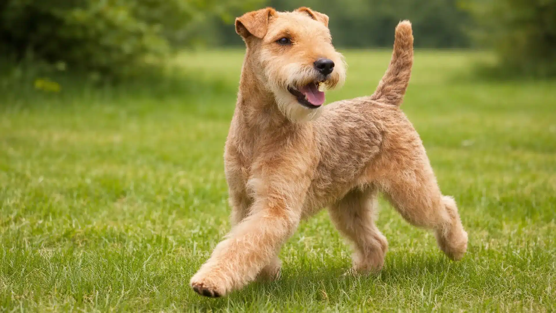 Lakeland Terrier trotting on green grass in a sunny park, tail raised and mouth open with an alert expression