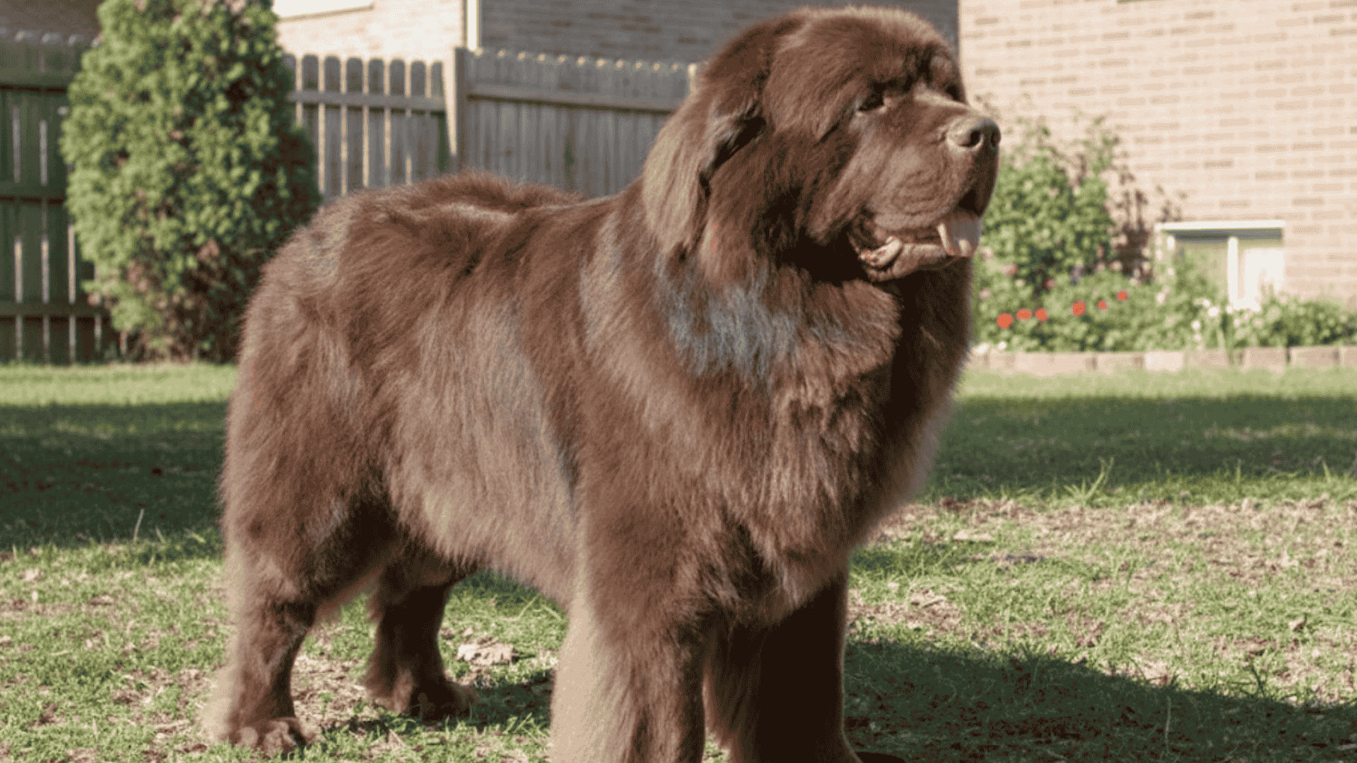 Large brown Newfoundland dog standing in a backyard, captured in a candid, amateur-style photo