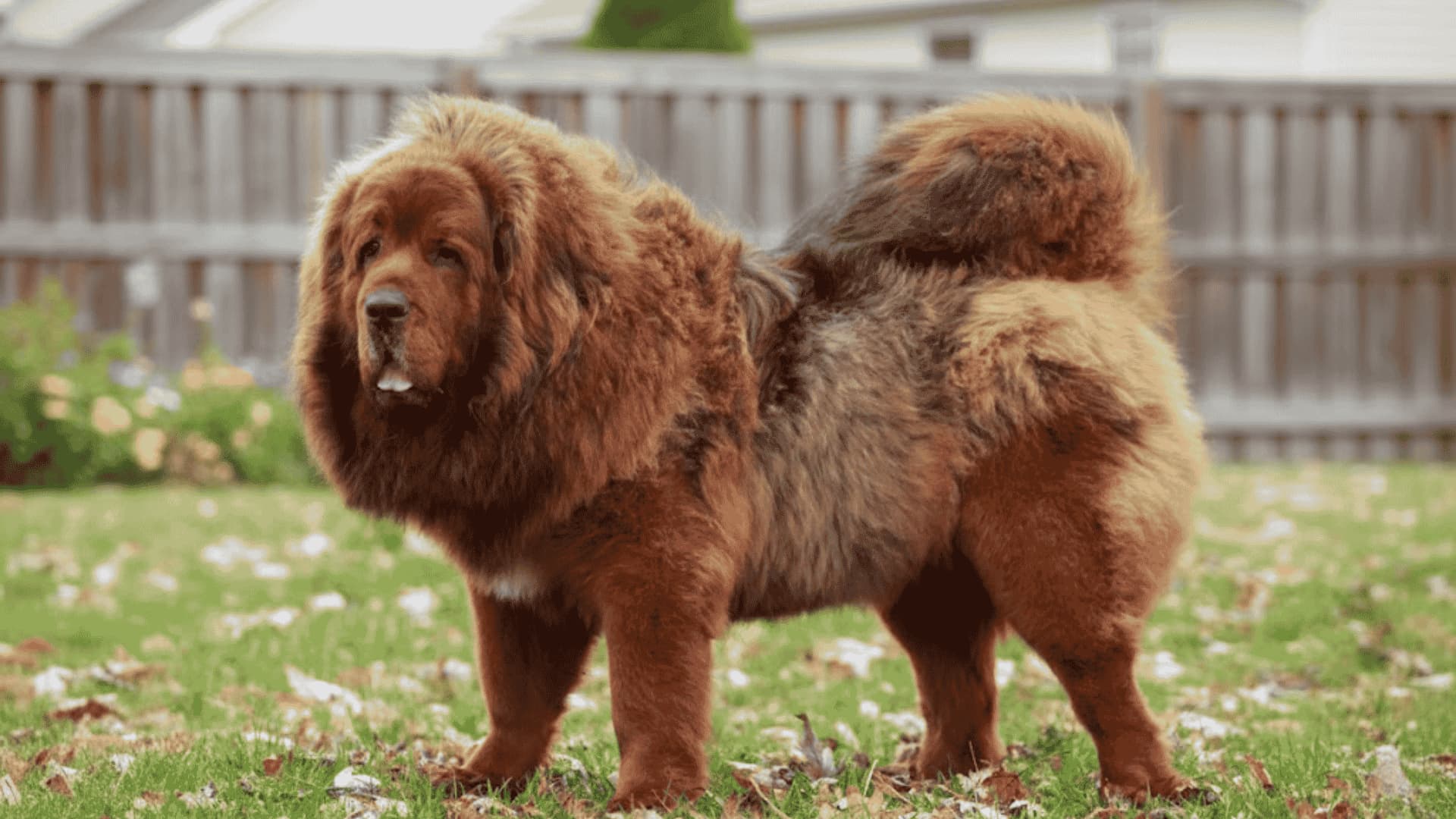 Large, fluffy Tibetan Mastiff standing on a grassy lawn with scattered autumn leaves.