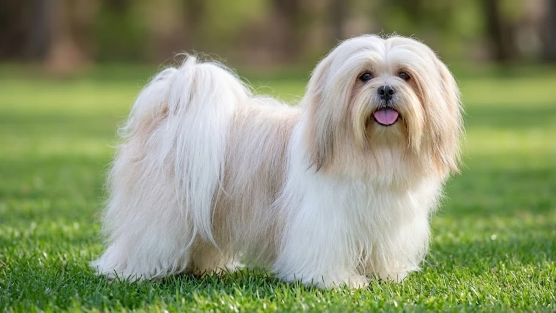 Lhasa Apso (White) breed dog sitting in a grassy backyard background