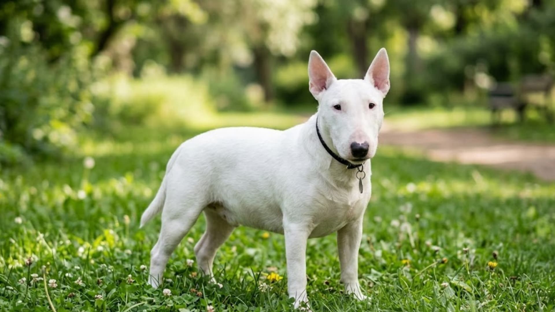Miniature Bull Terrier (White) breed dog sitting in a grassy backyard background
