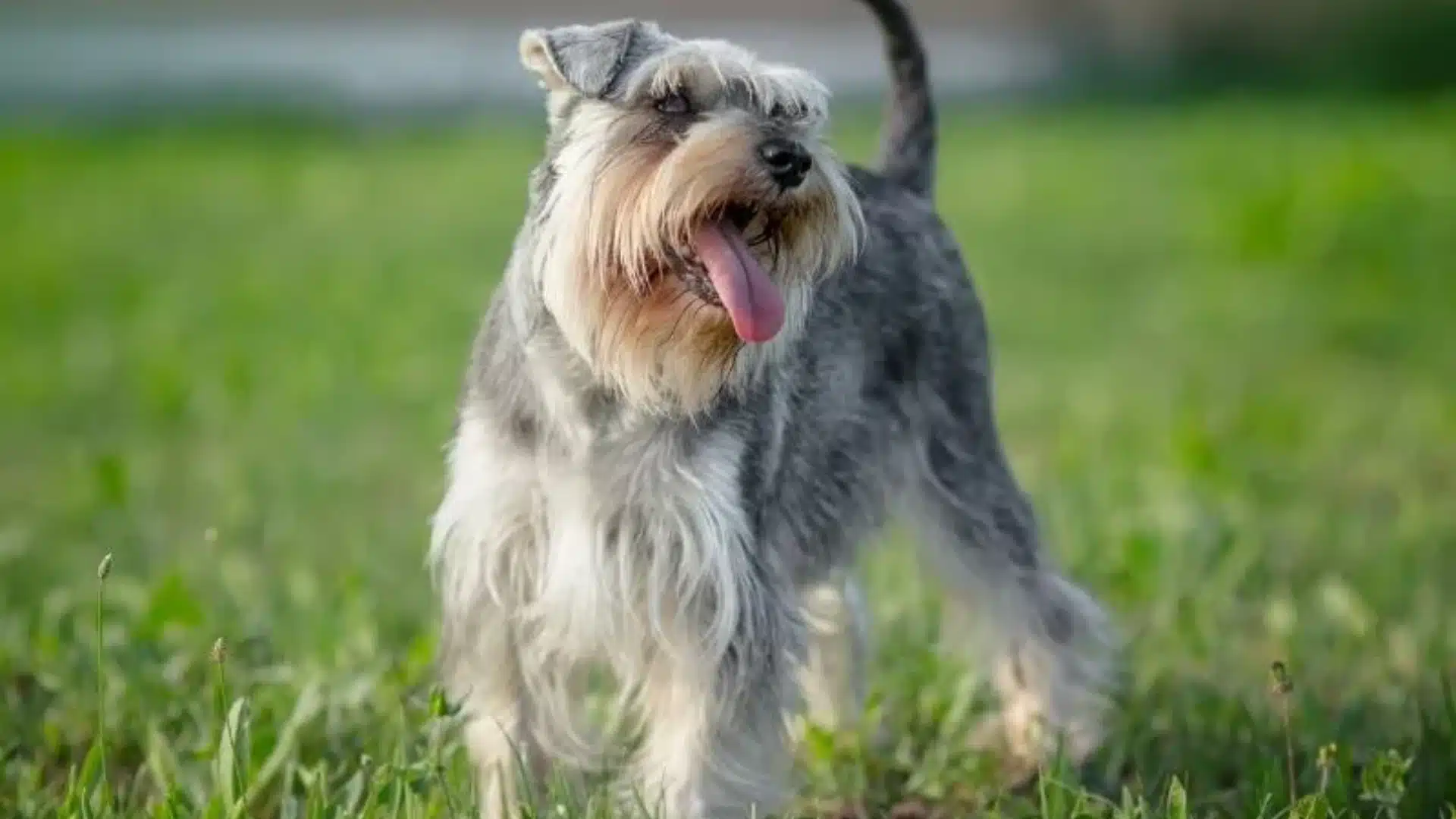 Miniature Schnauzer standing on green grass, gray and white coat, tongue out, looking to the side outdoors