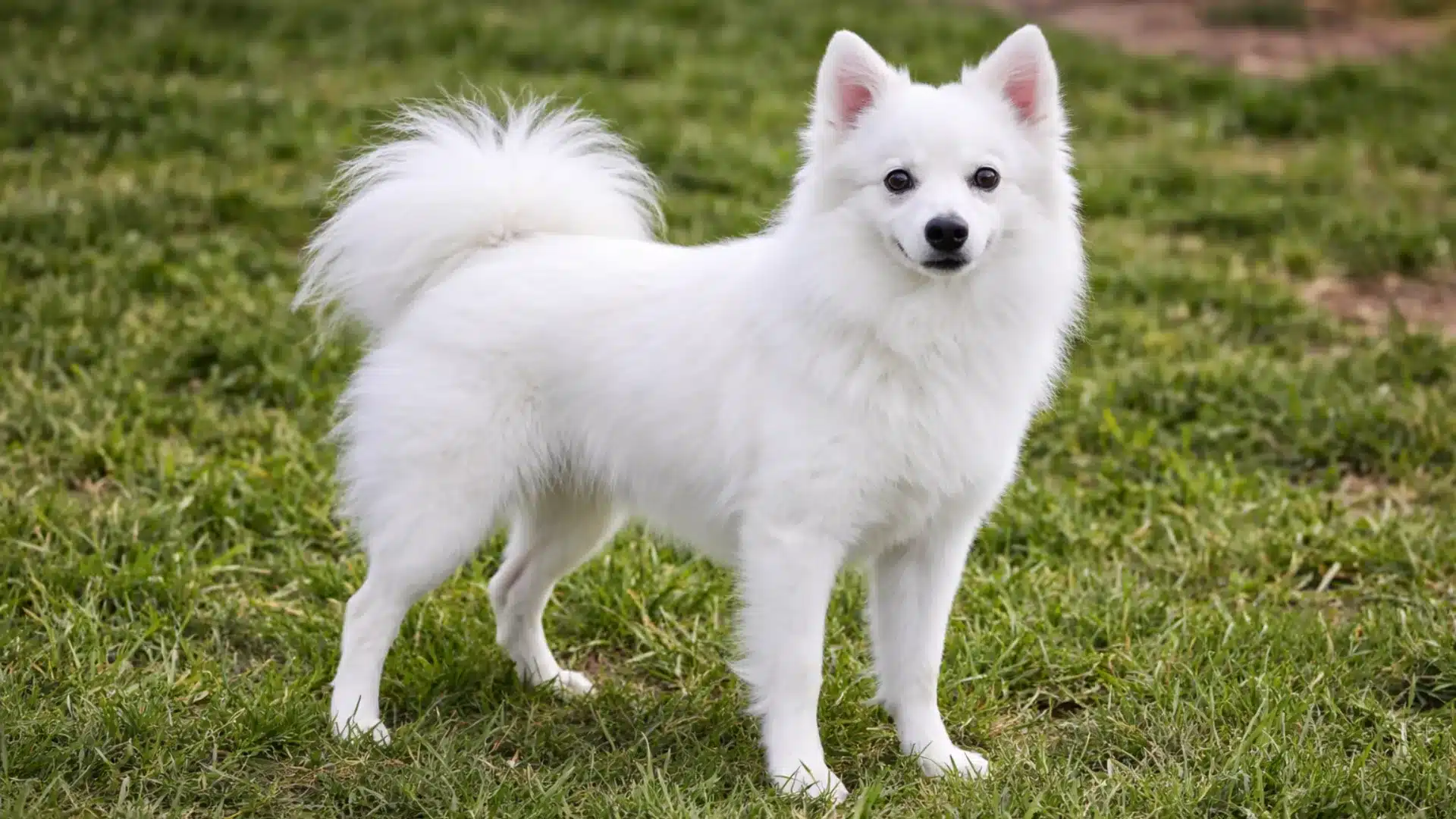 Miniature american eskimo standing on green lawn, fluffy white coat and curled tail with alert expression outdoors