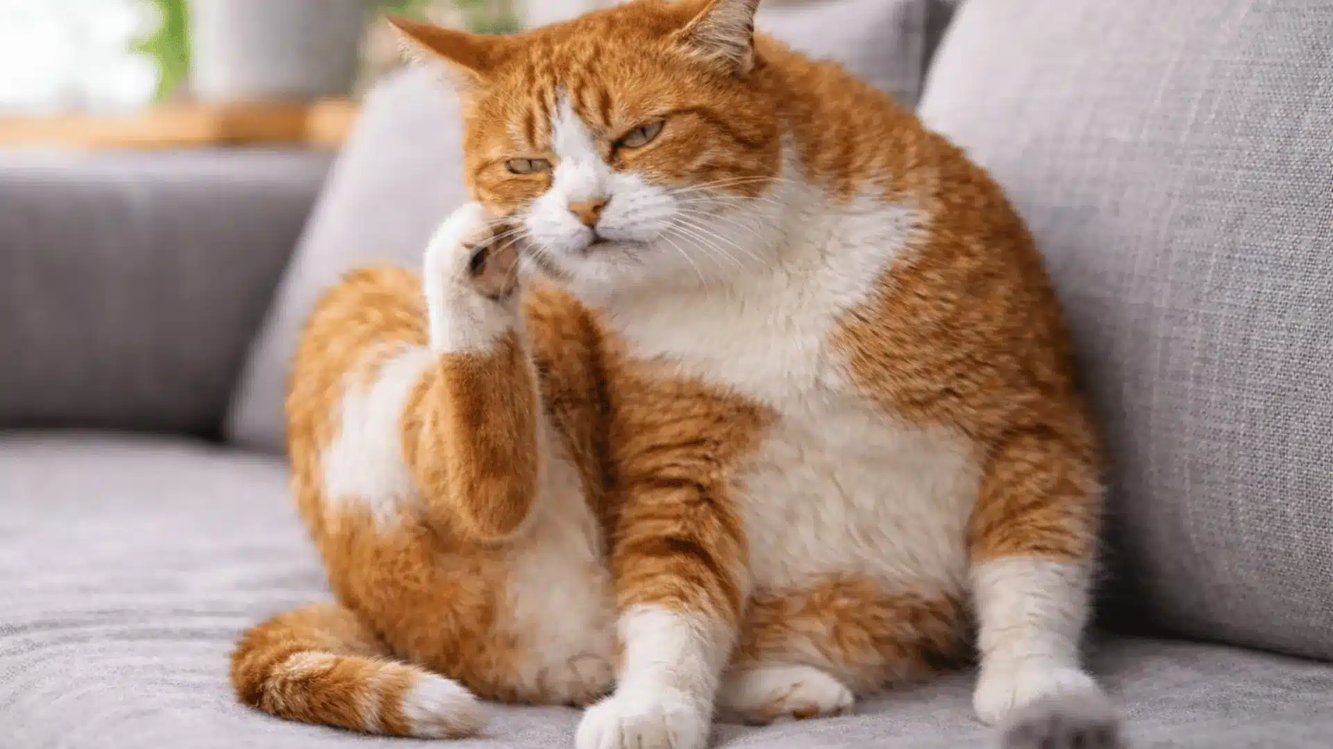 Orange and white cat scratching ear on sofa showing warning signs of skin irritation