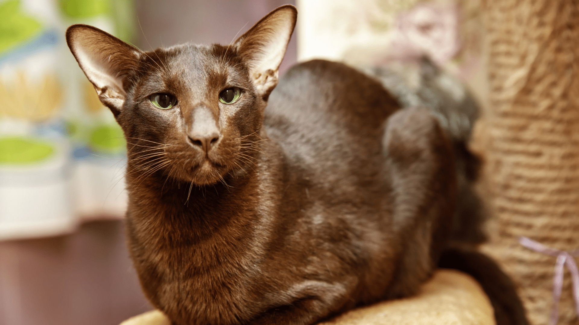Oriental Shorthair cat in brown colour with green eyes is laying down