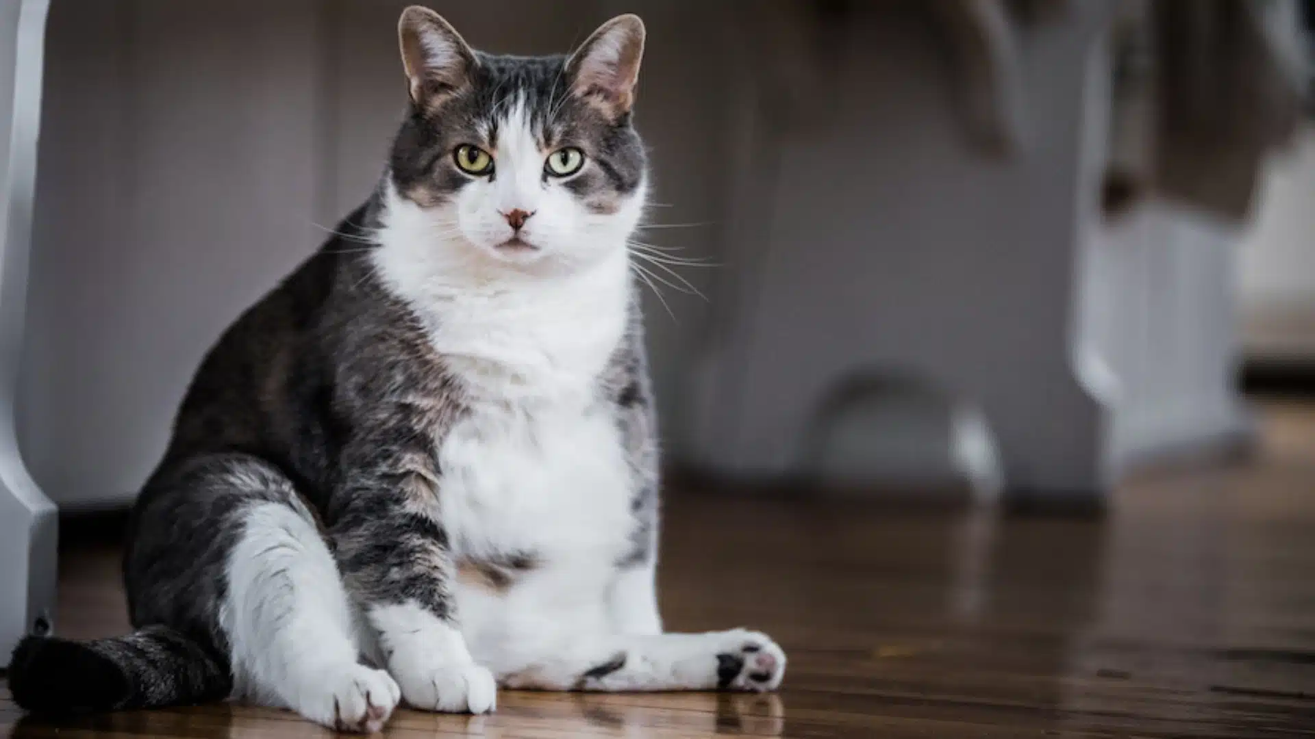 Overweight gray and white cat sitting on wooden floor indoors, looking at camera with green eyes and calm expression