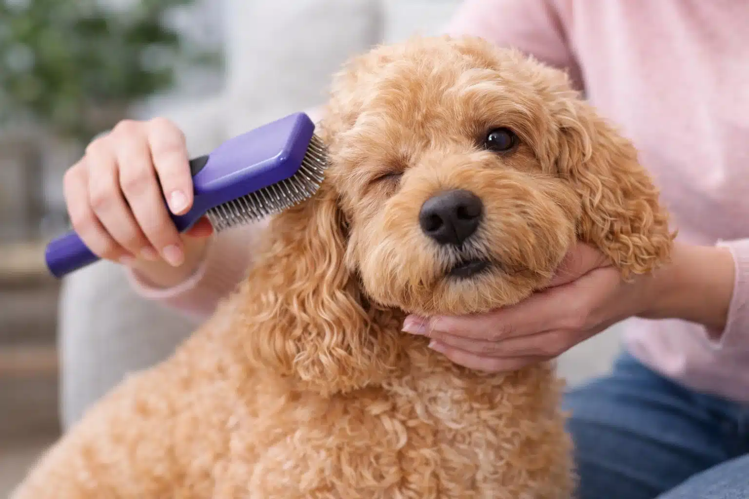 Owner brushing curly coated cocker spaniel with slicker brush during home dog grooming session indoors