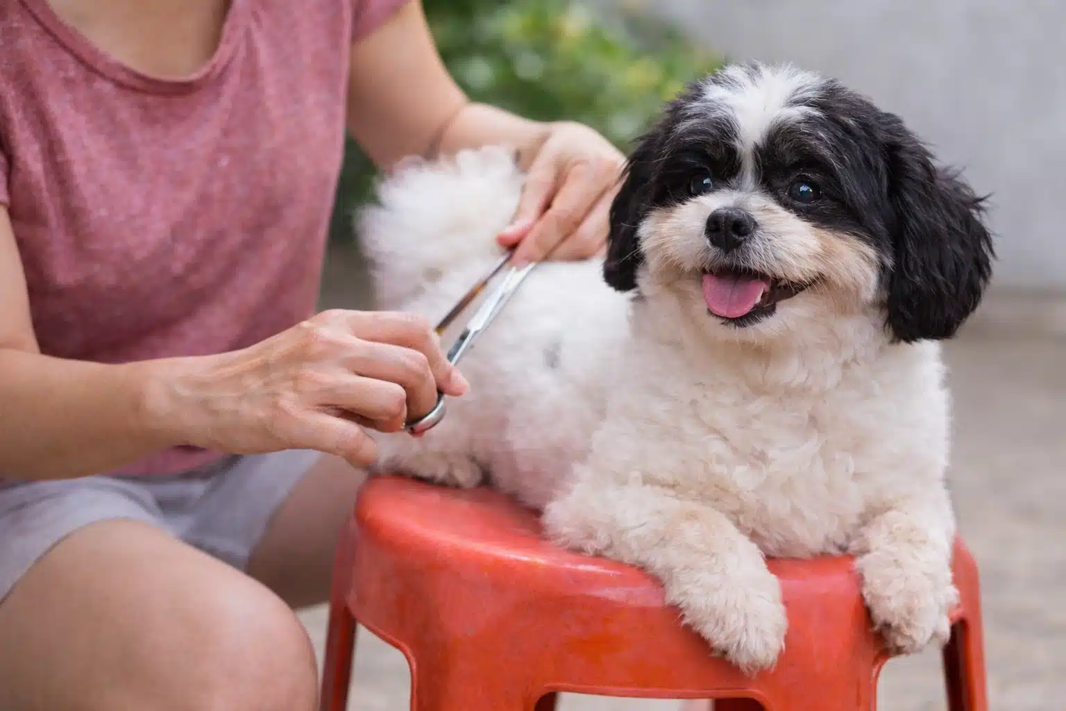 Owner trimming fur of small black and white dog with scissors during home grooming session outdoors