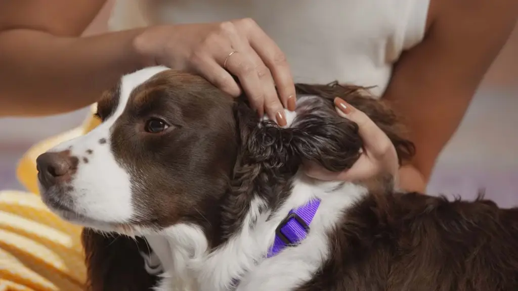 Person gently cleaning a brown and white dog ear with cotton pad during calm at home grooming session