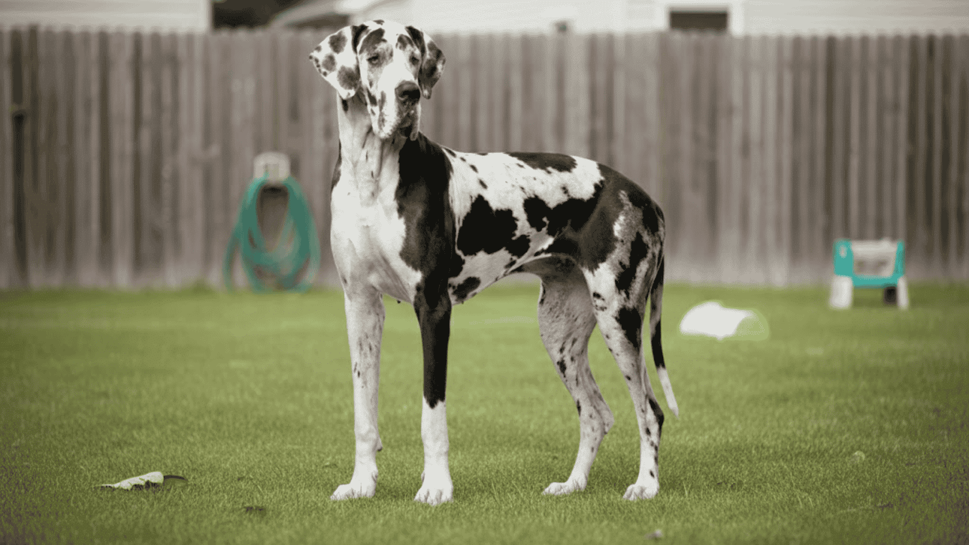 Photograph of a large, black-and-white harlequin Great Dane standing on a green backyard lawn.