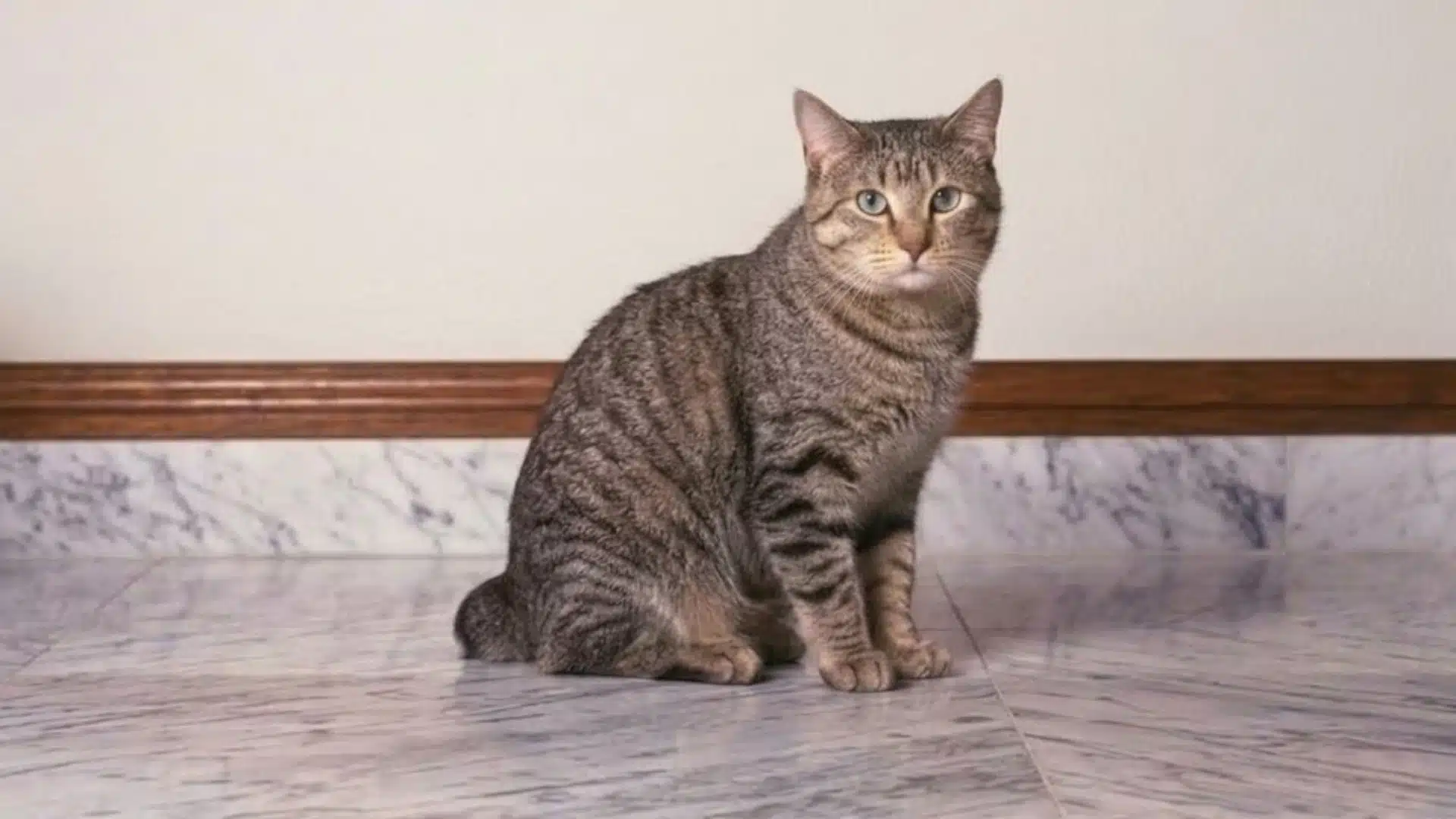 Pixie Bob sitting on marble floor indoors against plain wall with wooden trim looking at camera