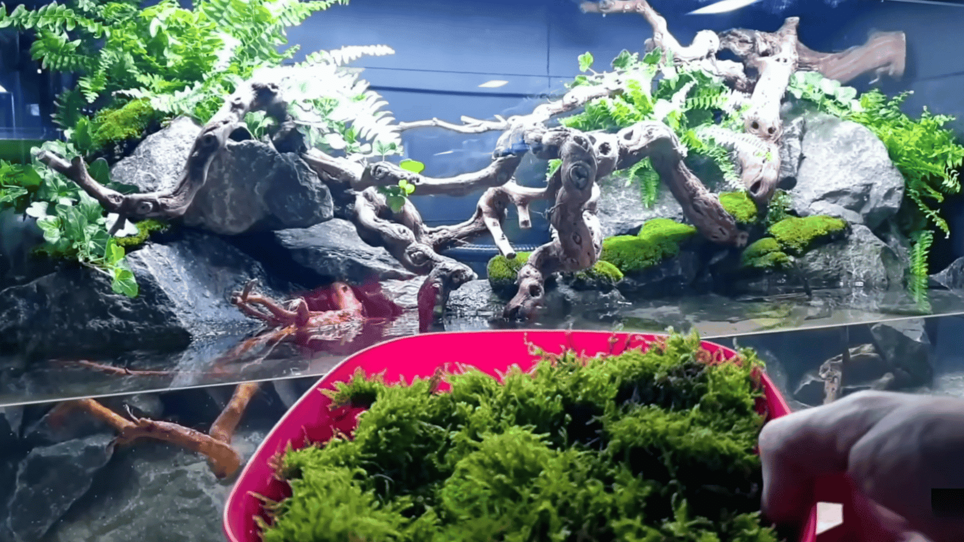 Planted aquarium with driftwood, rocks, moss, and lush green plants during aquascaping process