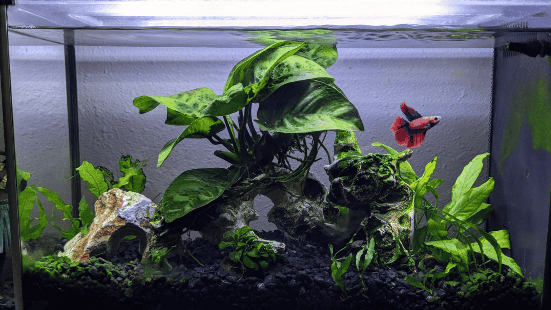 Planted aquarium with red betta fish rocks and lush green aquatic plants in glass tank