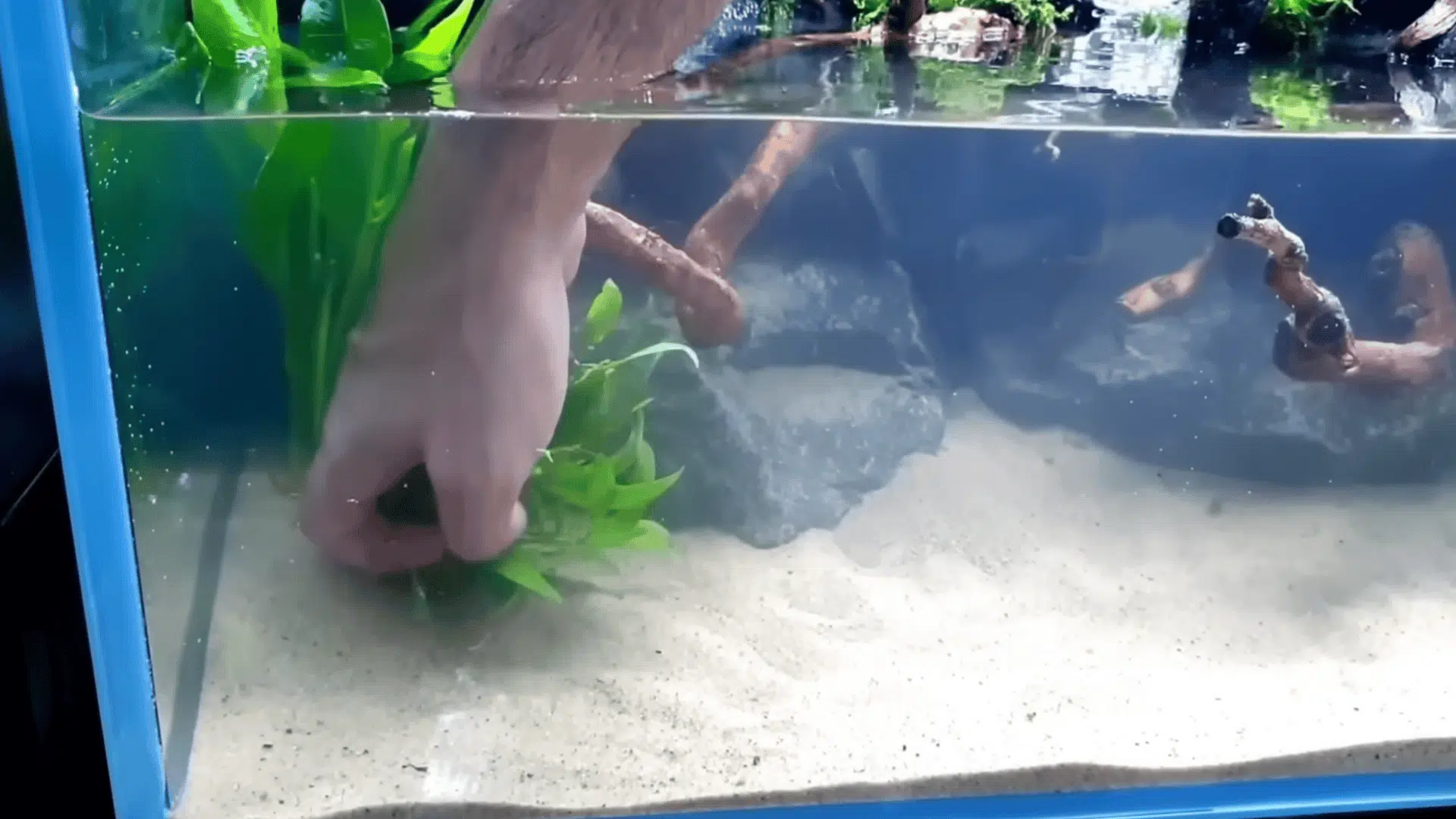 Planting green aquatic plants in sandy substrate inside aquarium with rocks and driftwood
