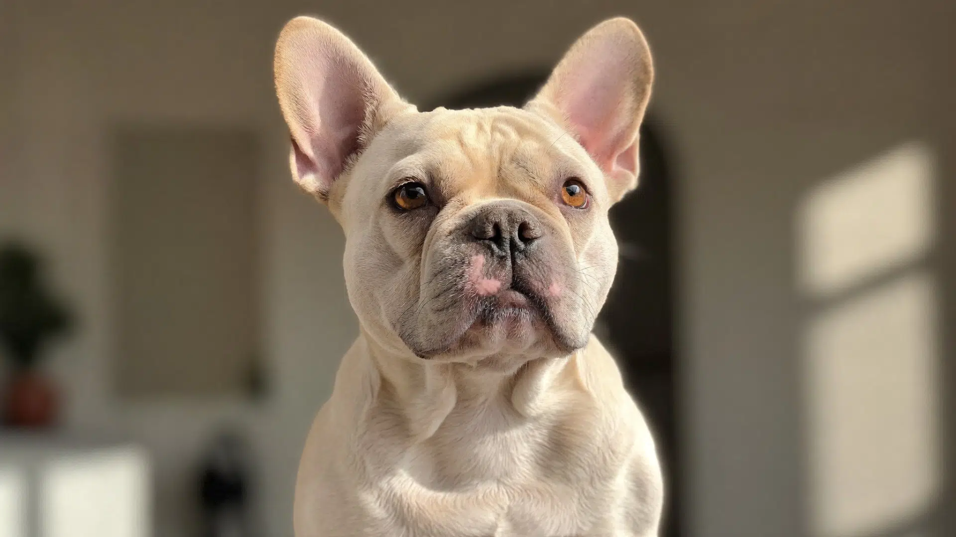 Platinum French Bulldog sitting in soft natural light, pale cream coat with subtle silver metallic sheen, light amber eyes