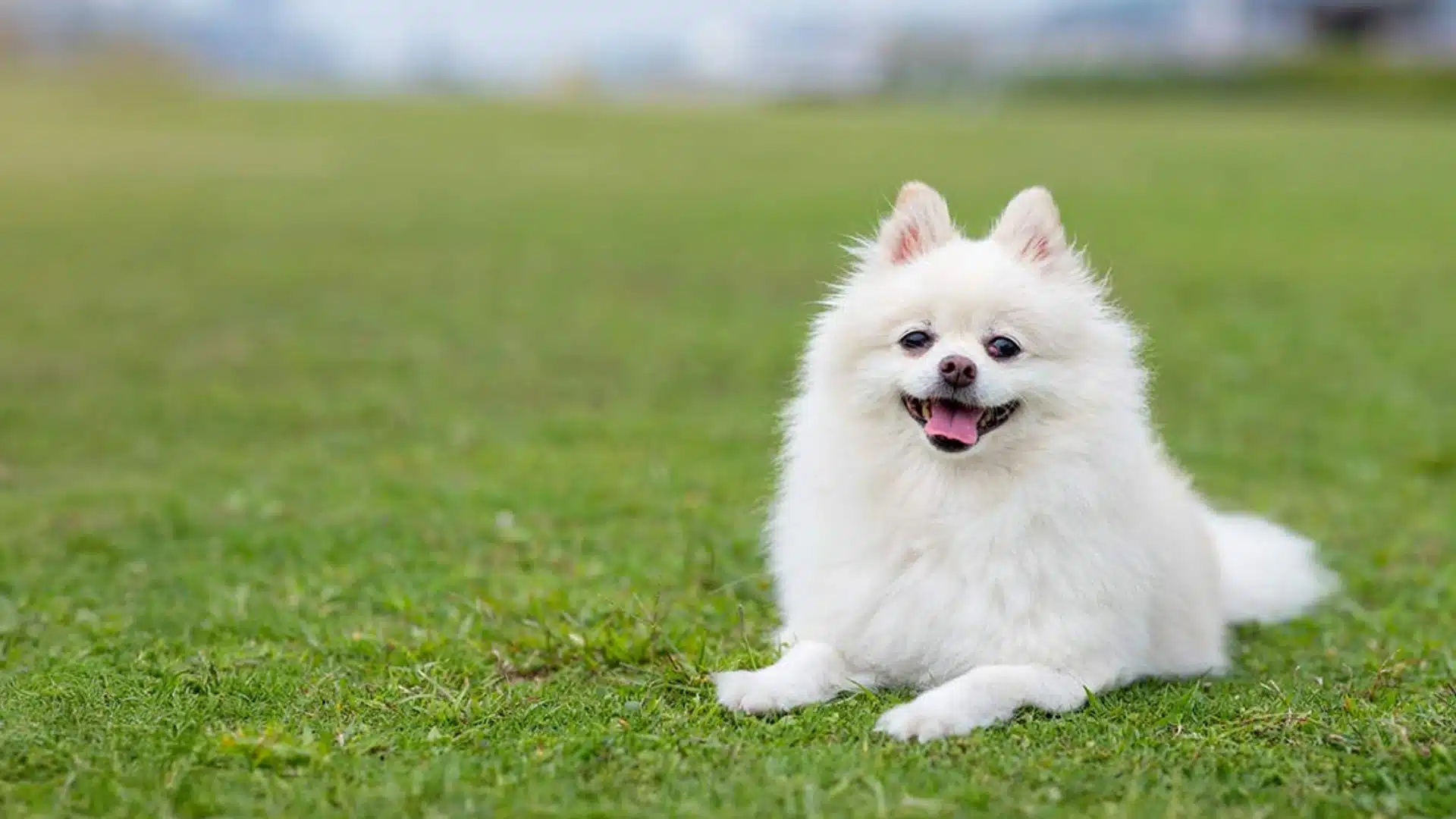 Pomeranian dog lying on green grass outdoors with fluffy white coat and blurred city skyline in background