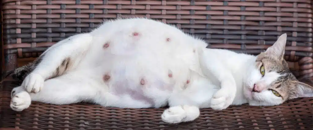 Pregnant Cat Large Belly