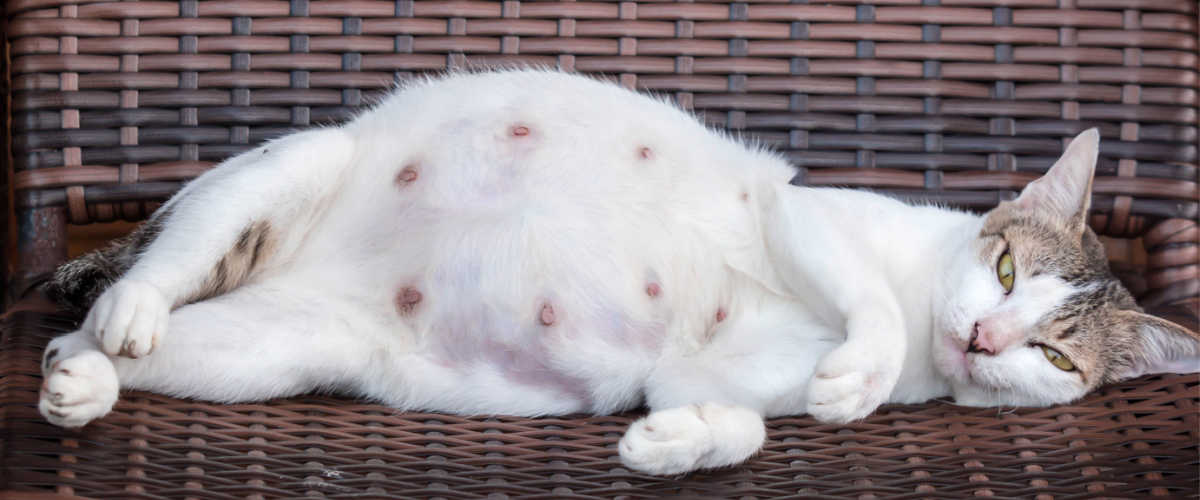 Pregnant Cat Large Belly