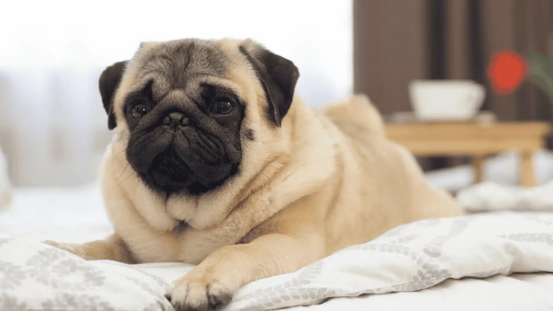 Pug lying on a bed indoors with soft bedding and blurred room background behind it