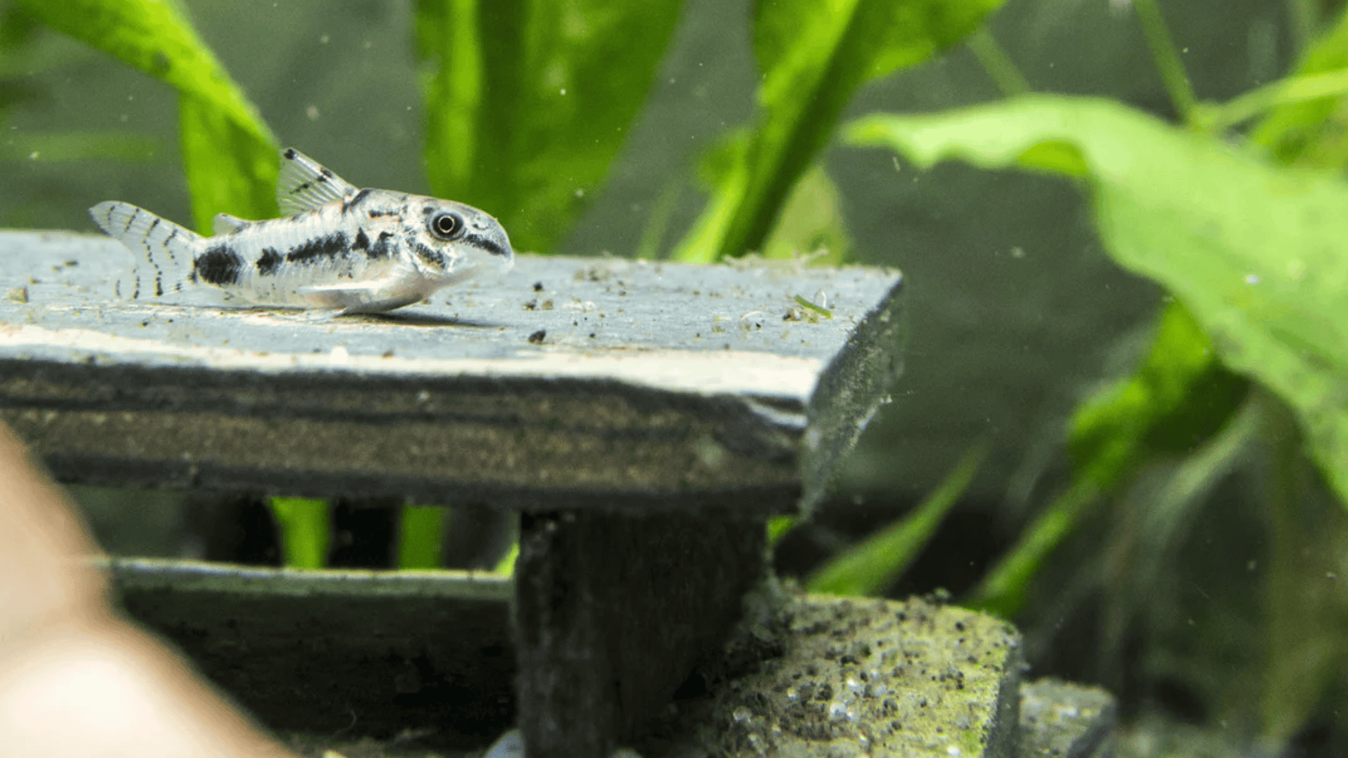 Pygmy Corydoras swim among tall green plants stones and tank decor in an aquarium